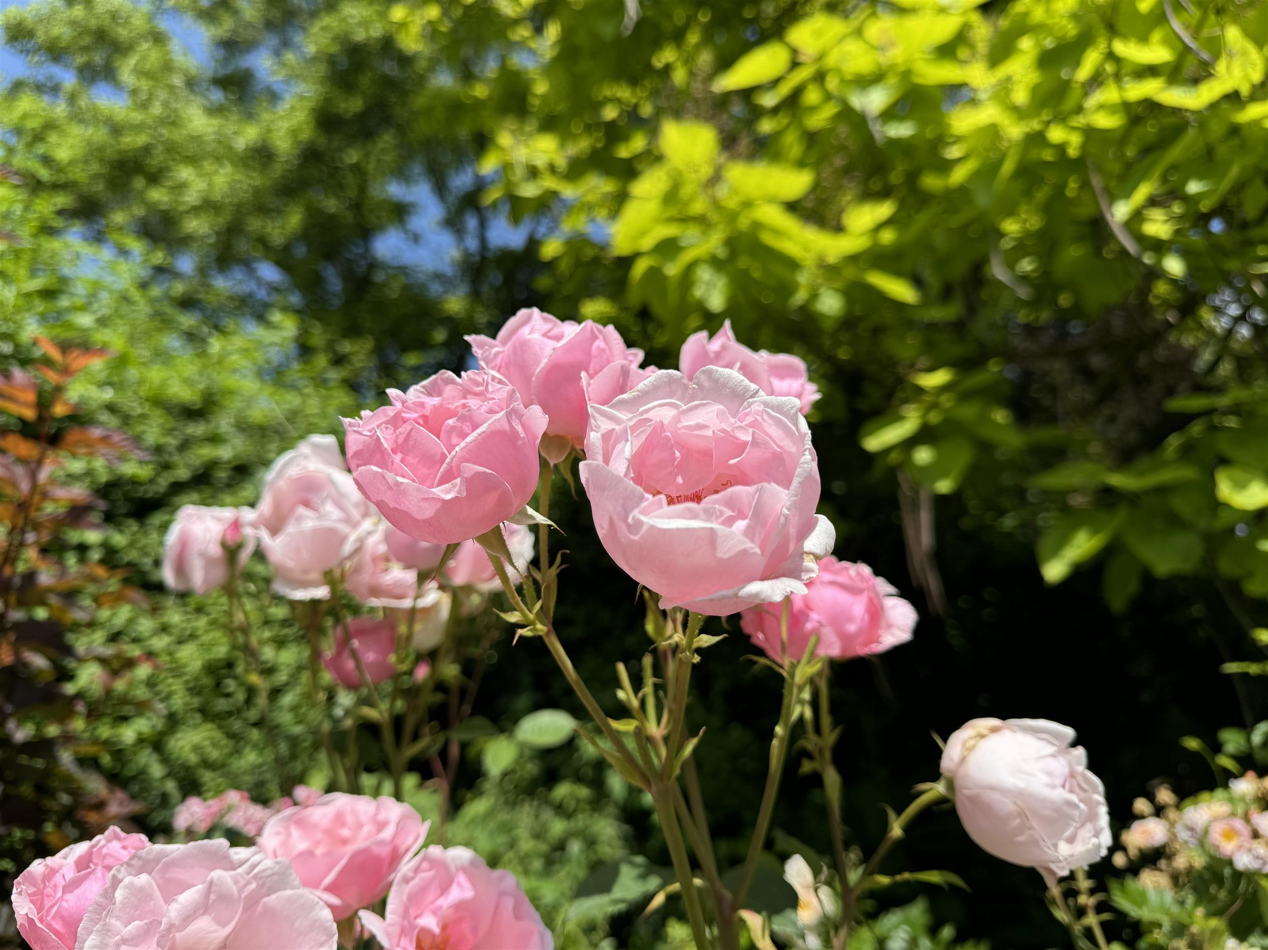 Pink Pillar