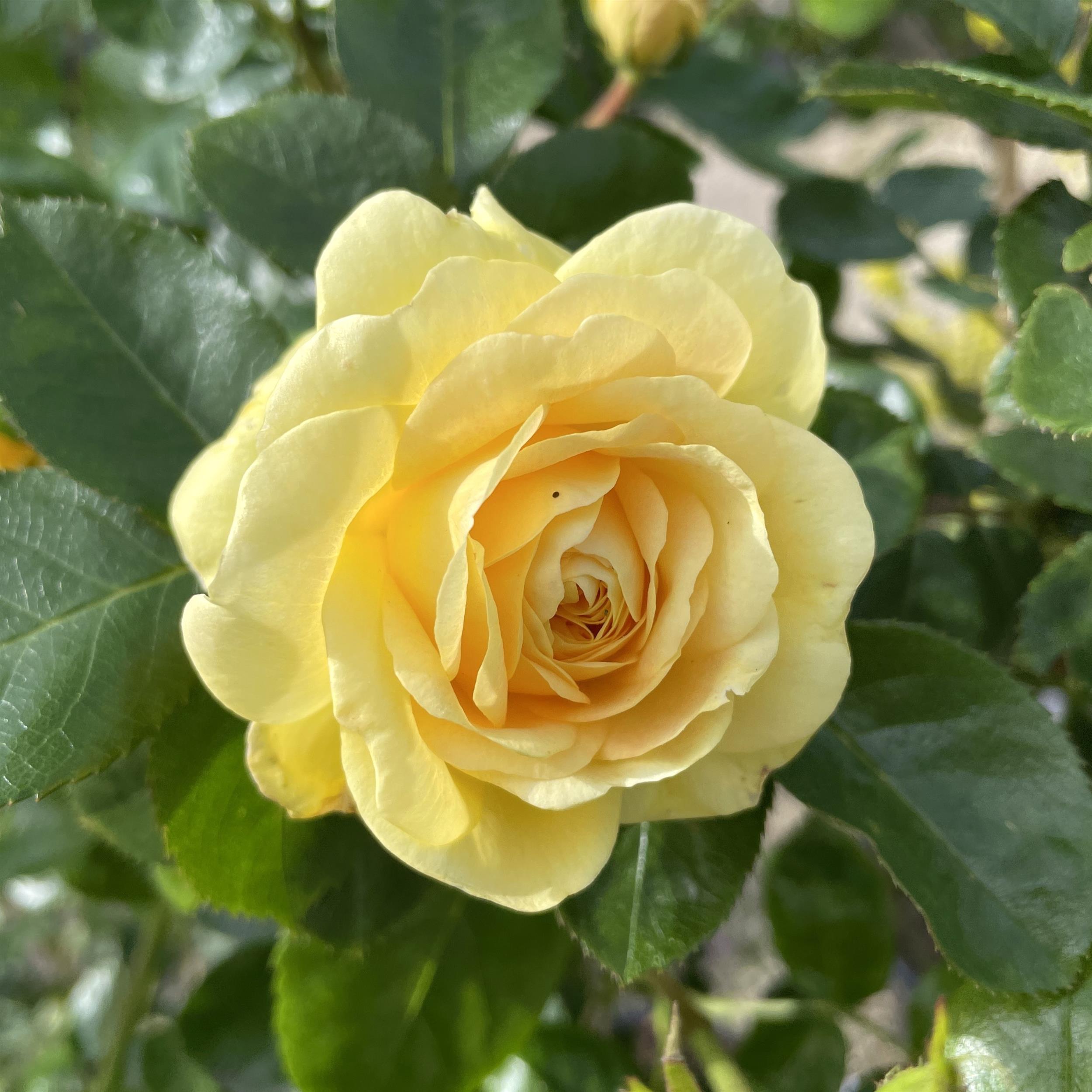 Yellow Meilove