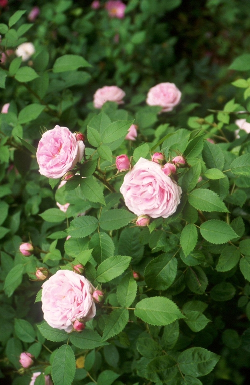 Rosa centifolia Major / Rose des Peintres