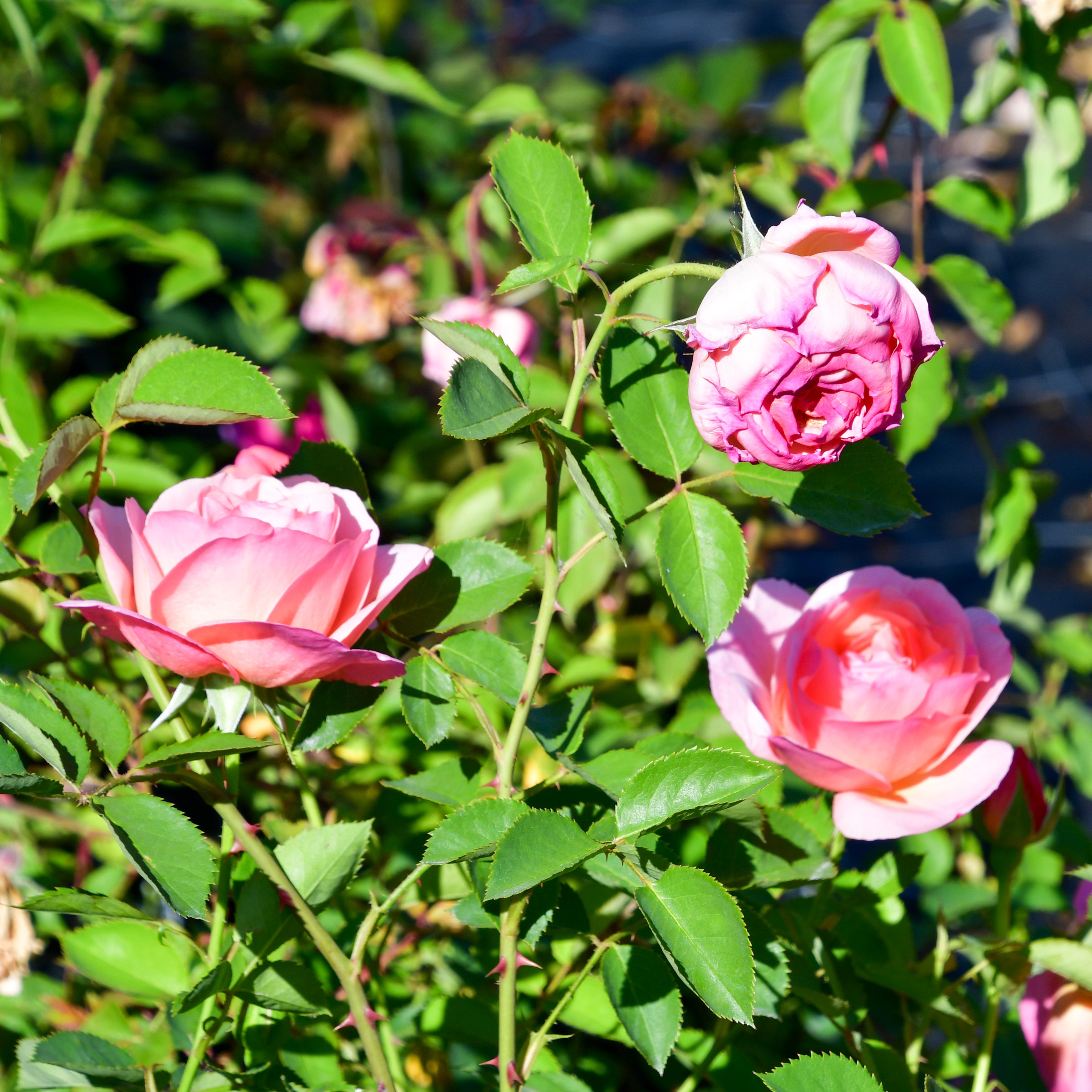 Ella's Rose
