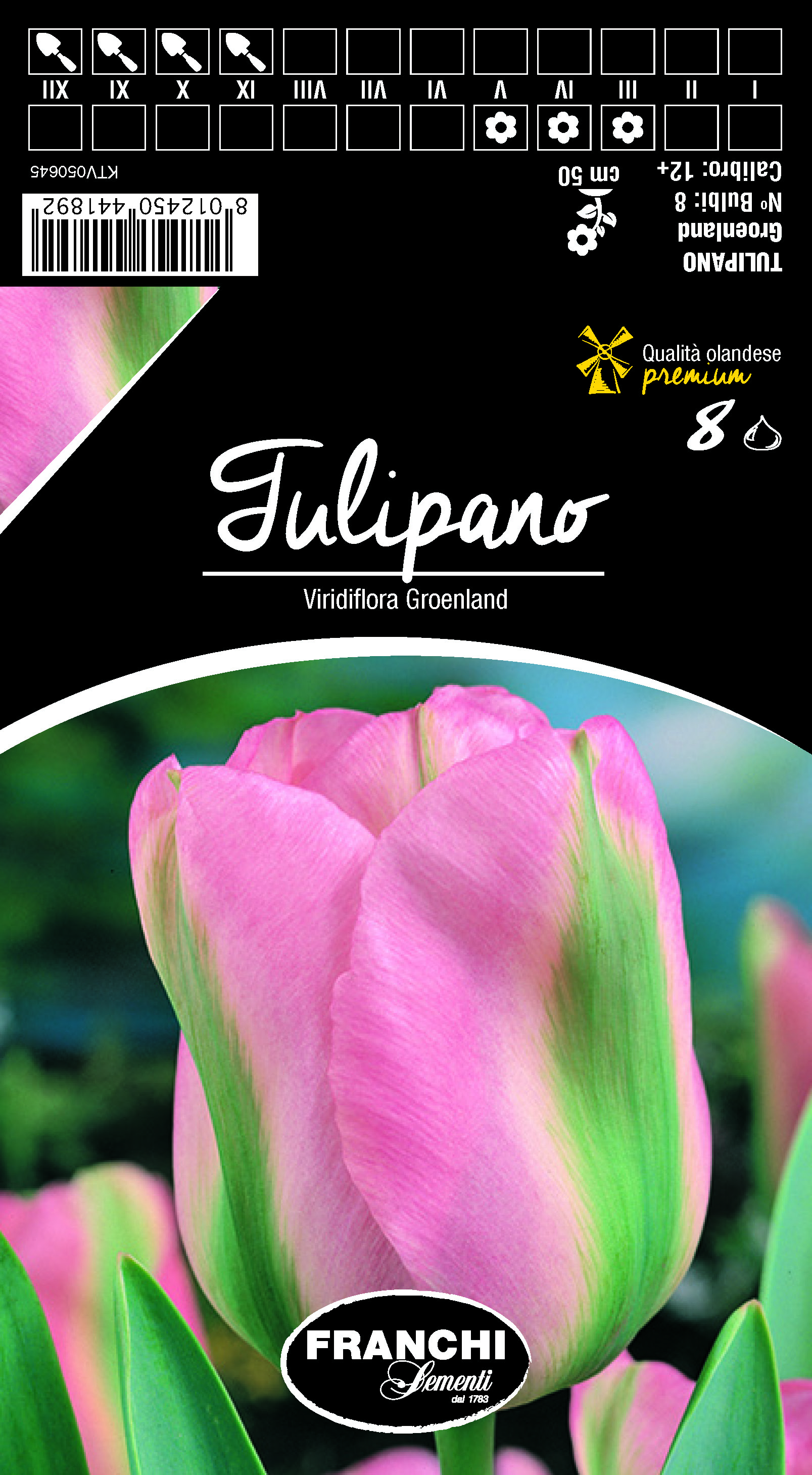 Tulpe Viridiflora Groenland