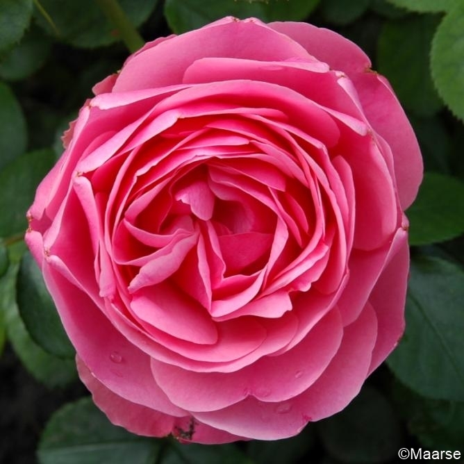 Leonardo da Vinci - Stammrose 90 cm