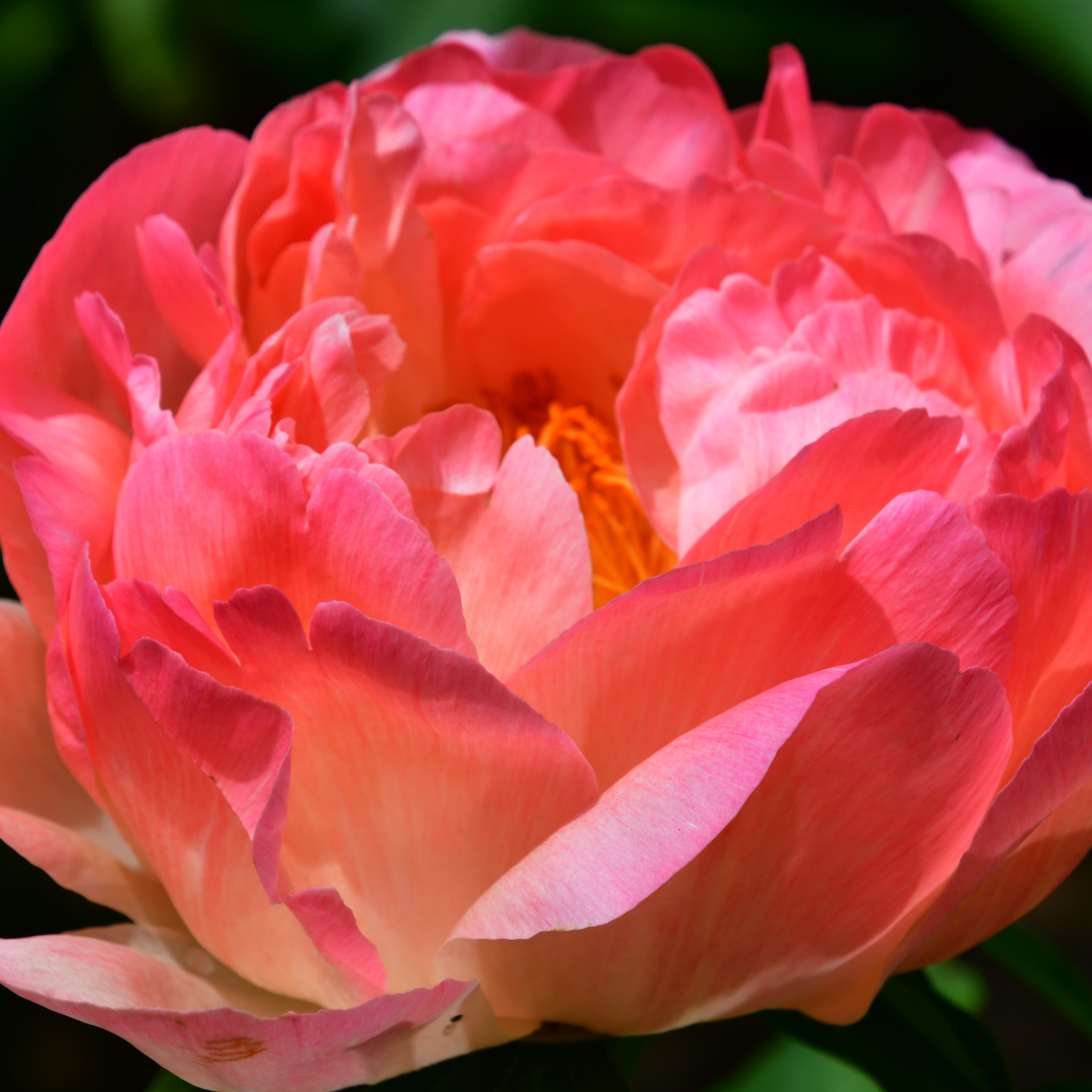 Paeonia lactiflora Coral Sunset C2