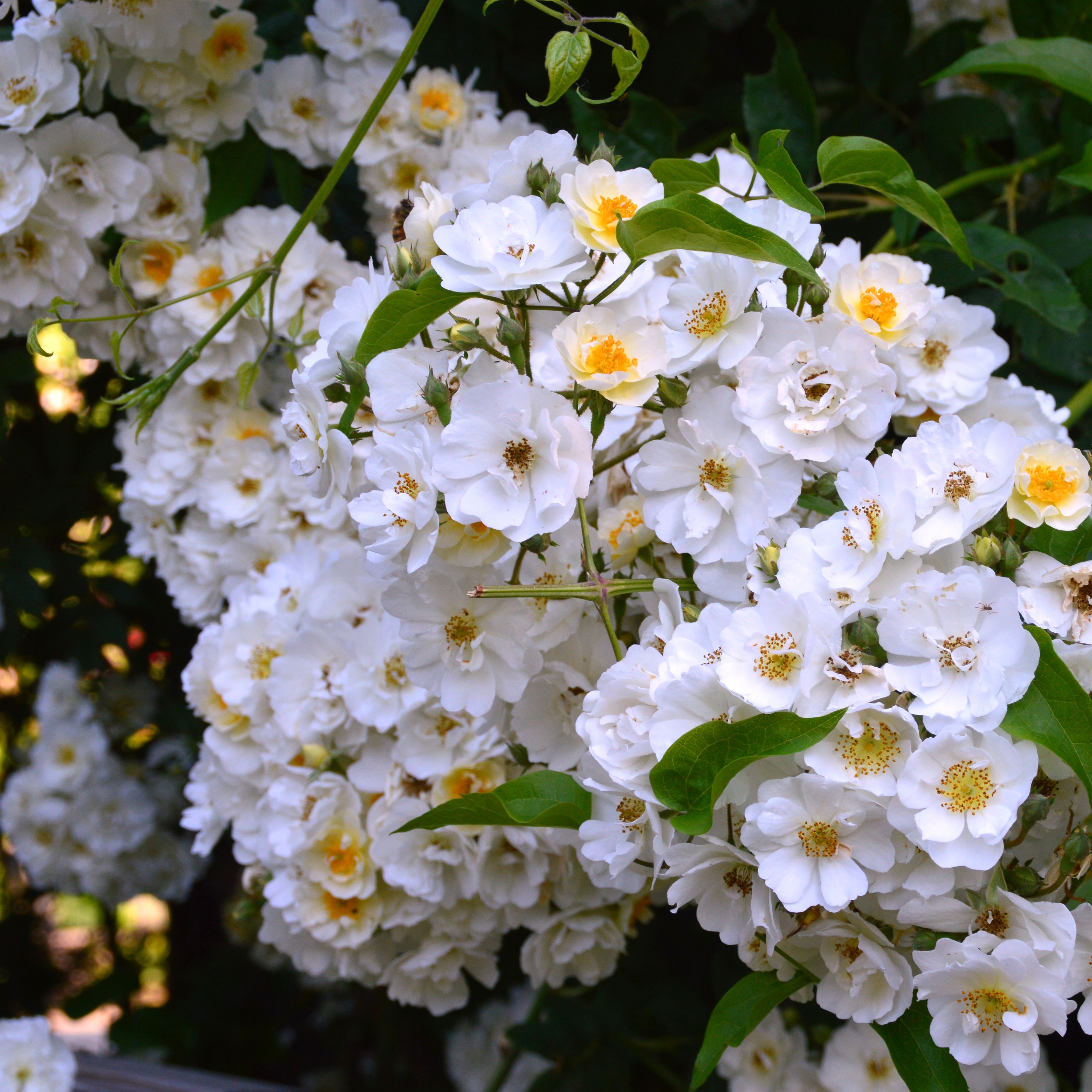 Rambling Rector