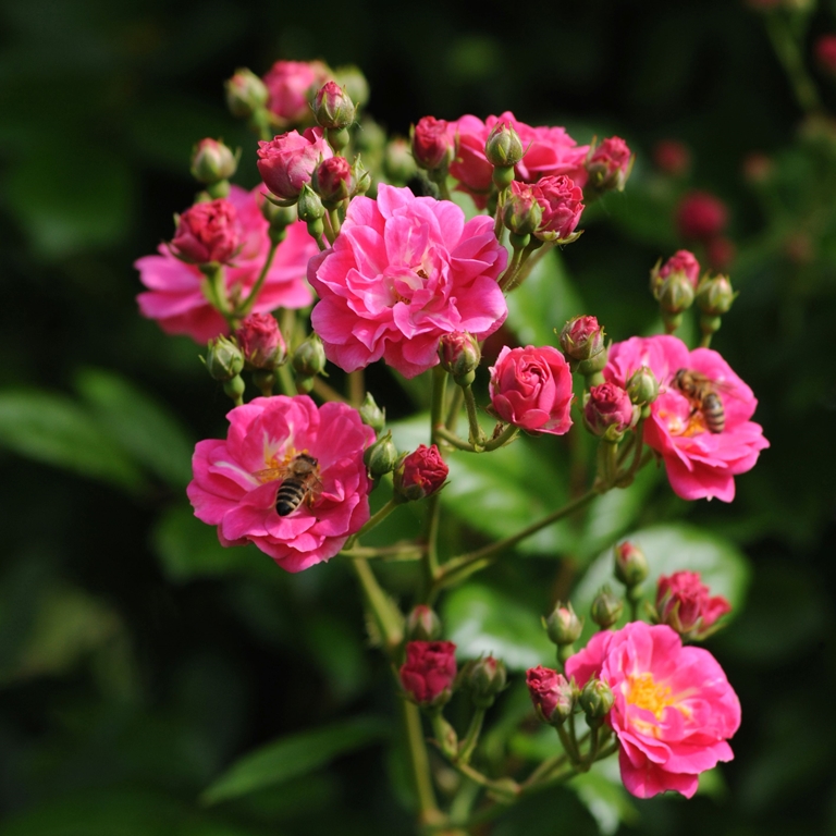 Brewood Belle - Stammrose 110 cm