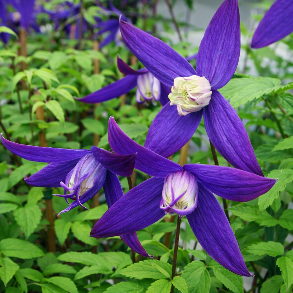 Clematis alp. fauriei Polar Light