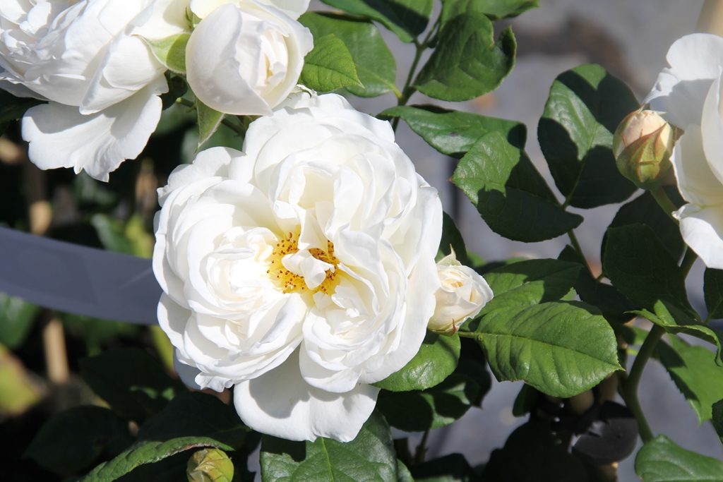 Uetersener Kloster Rose