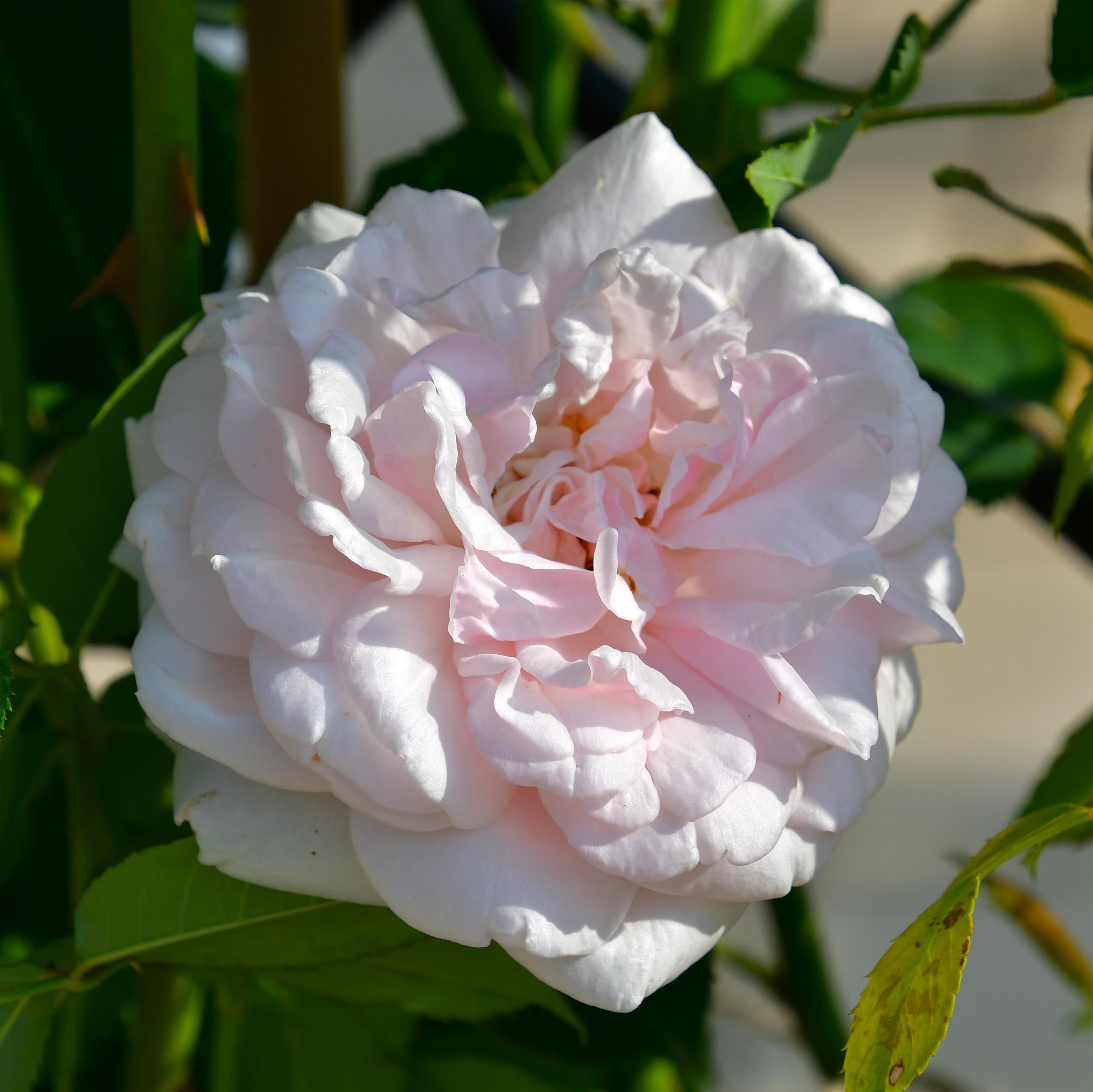 Mme Alfred Carriere