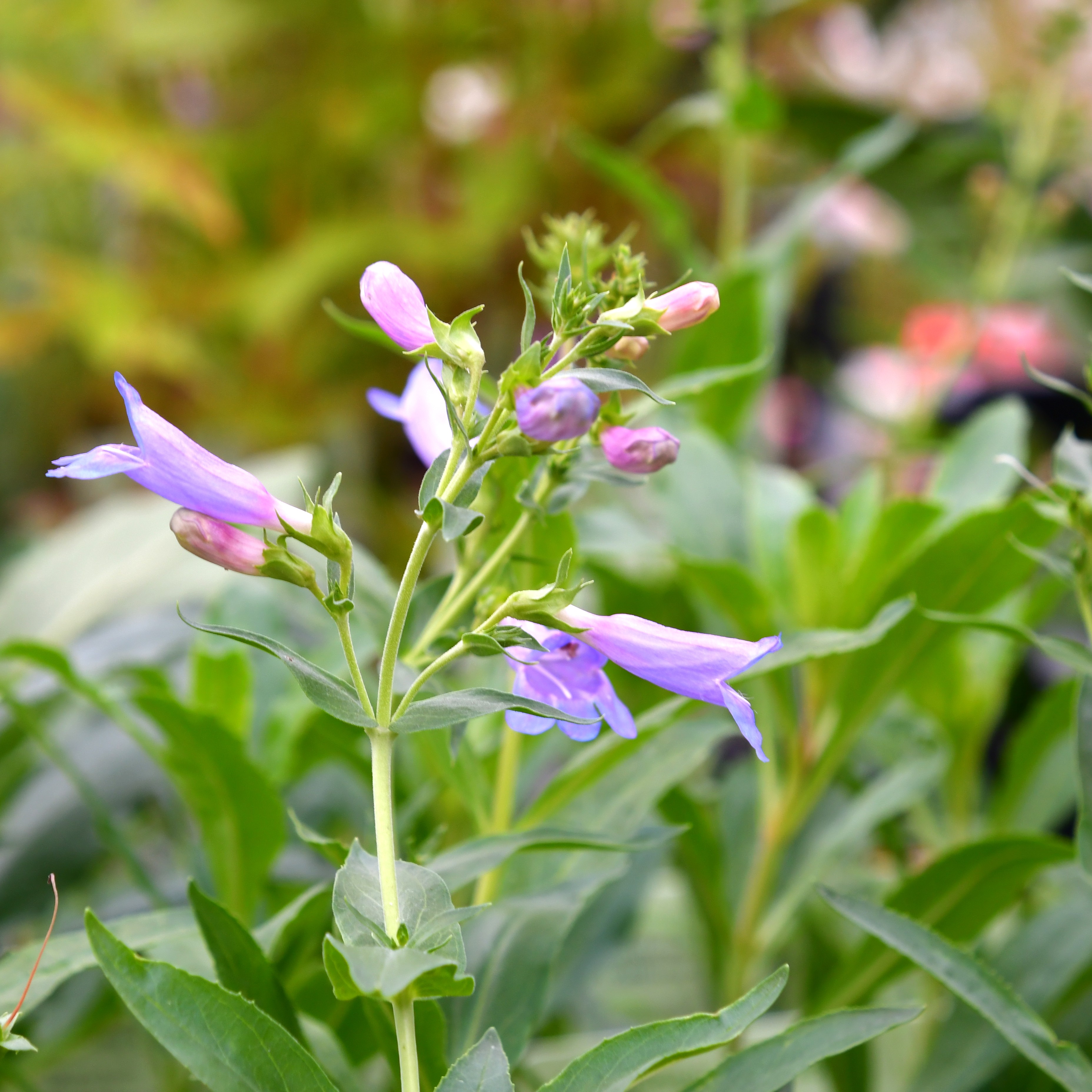 Penstemon scouleri 'Catherine de la Mare' 1L