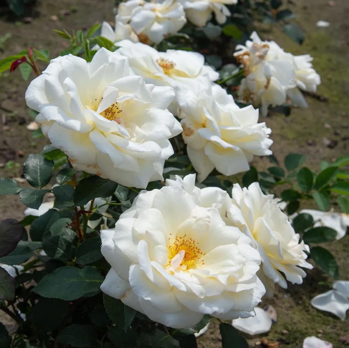 Iceberg / Schneewittchen