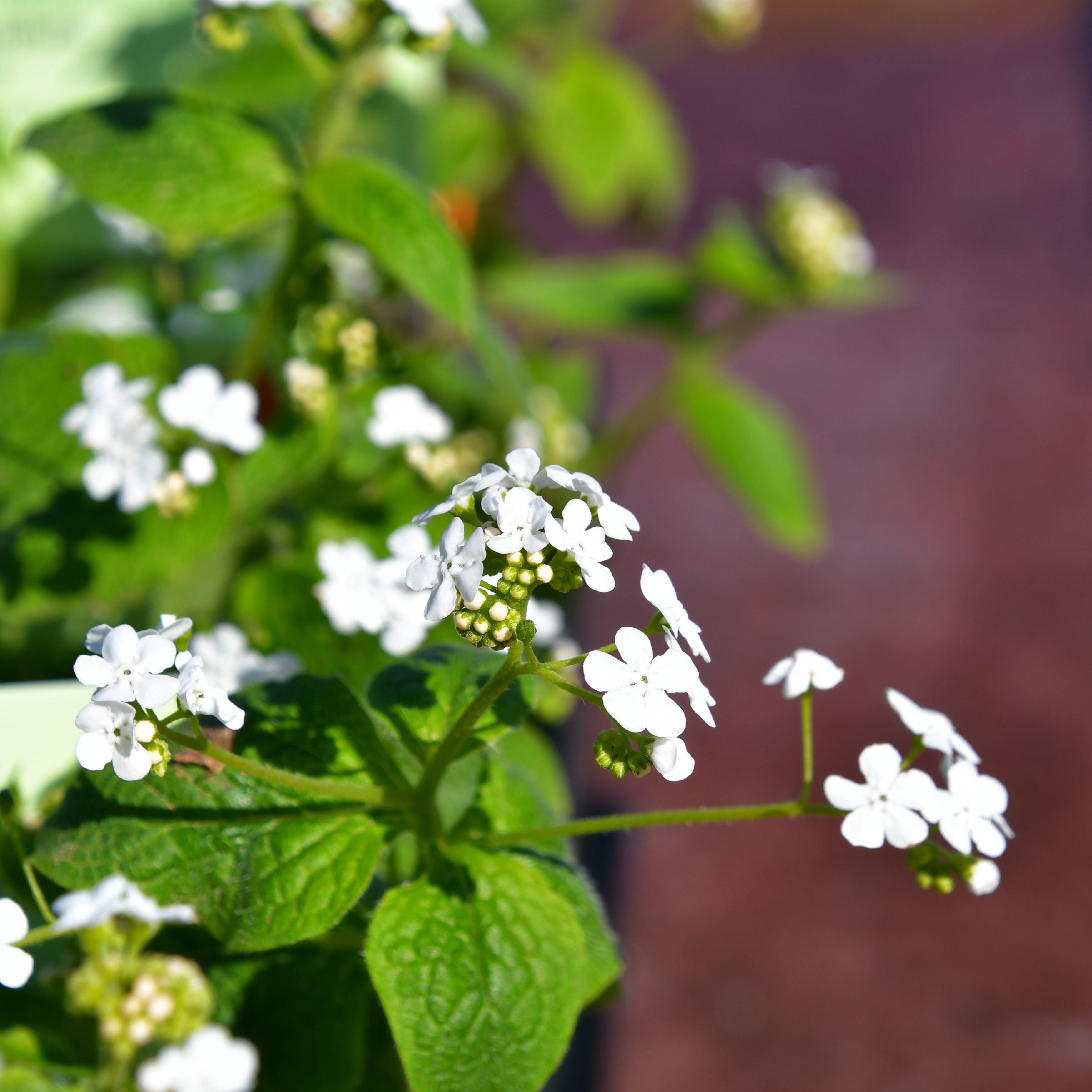 Brunnera macrophylla 'Betty Bowring'