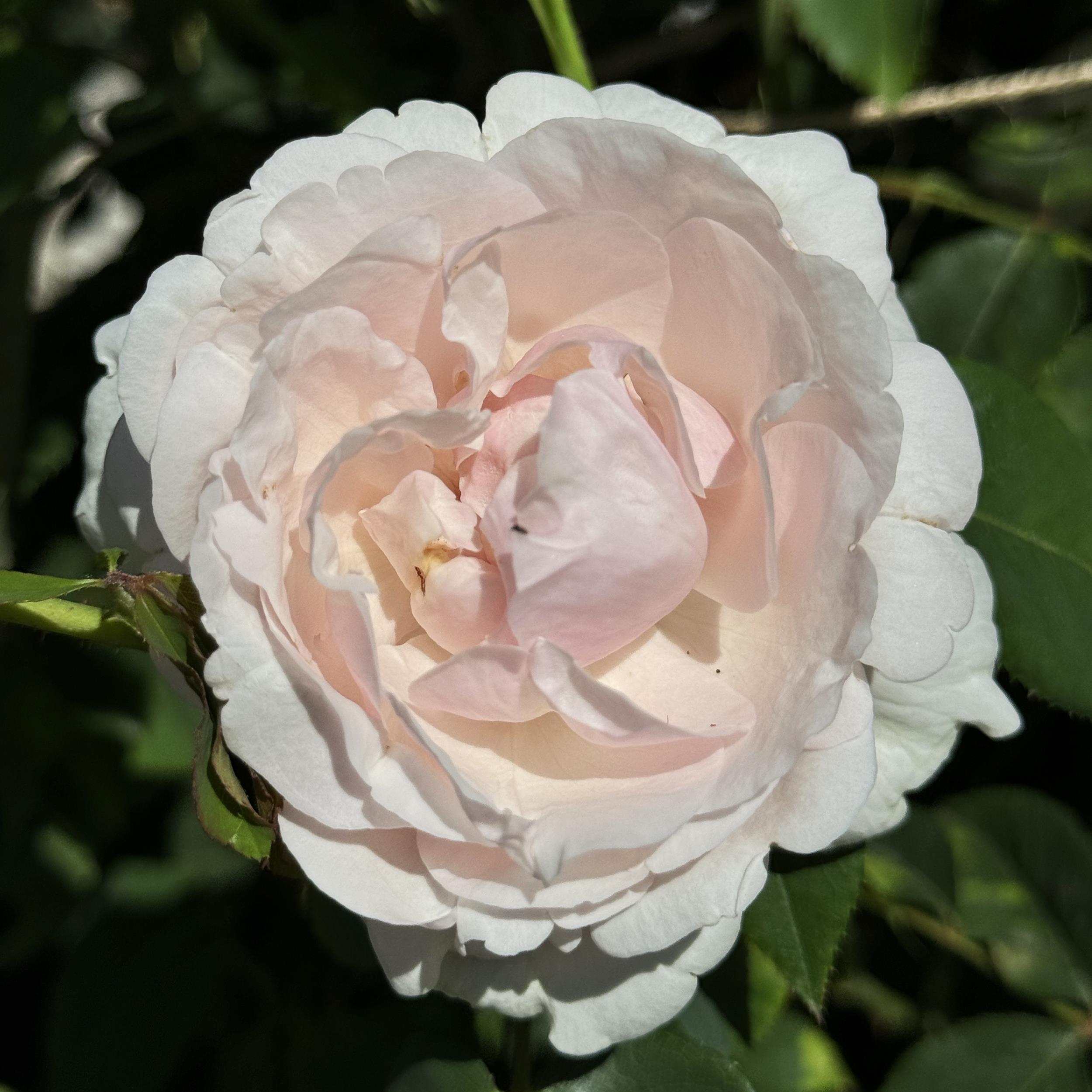 Mme Alfred Carriere