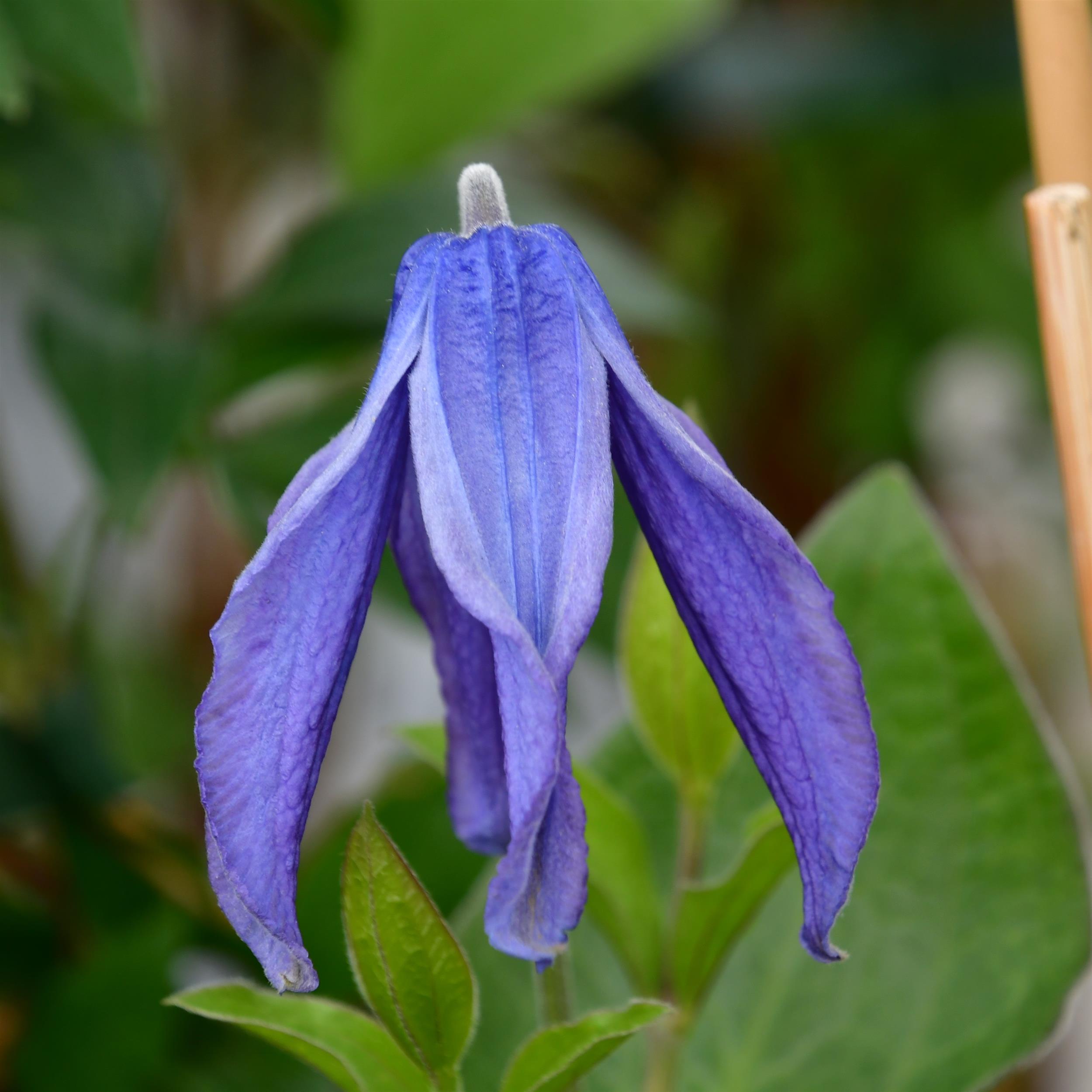 Clematis int. BLue Ribbons