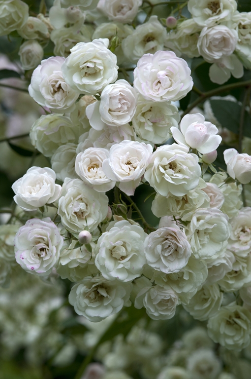 Blushing Bride