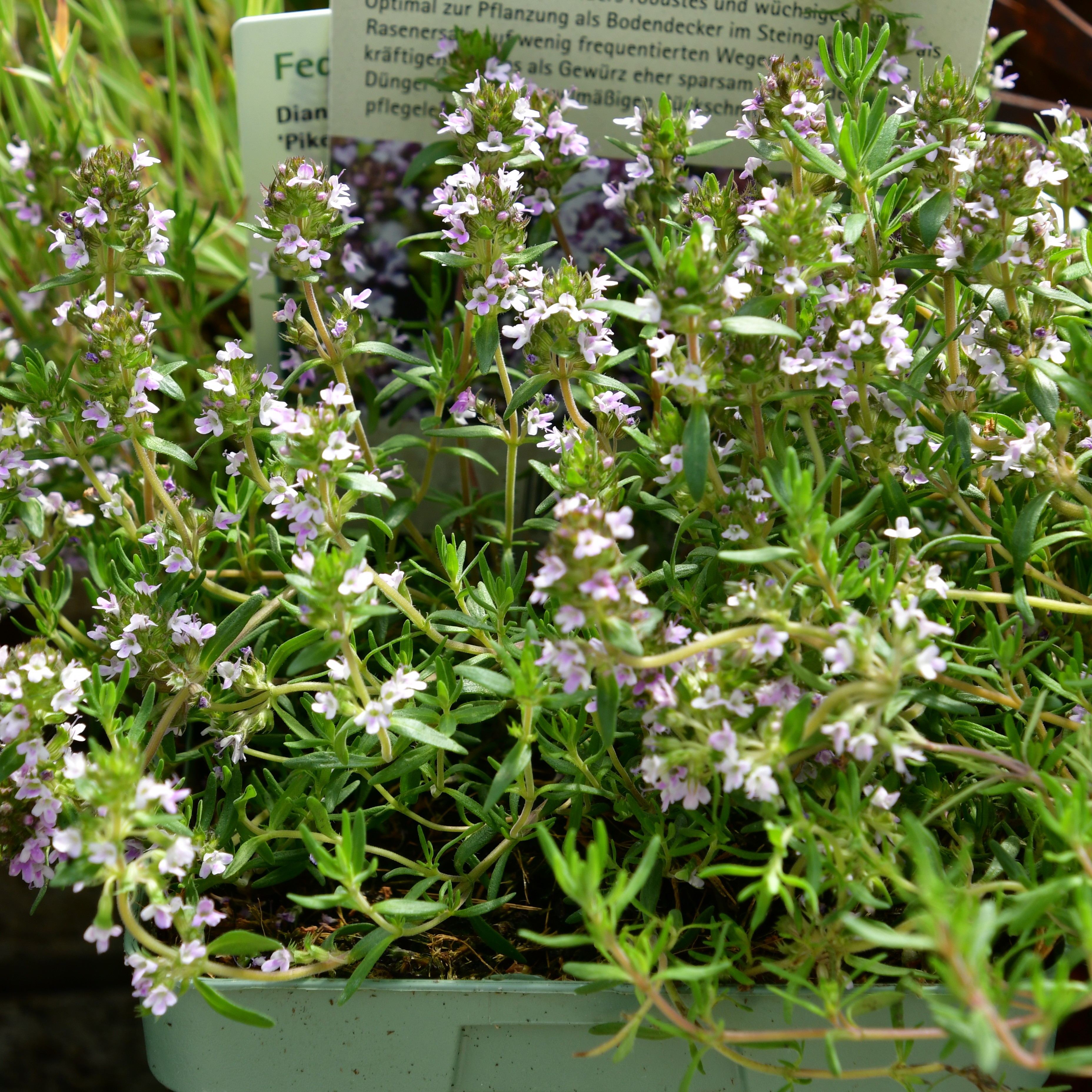 Thymus cherlerioides 'Duftkissen' 1L