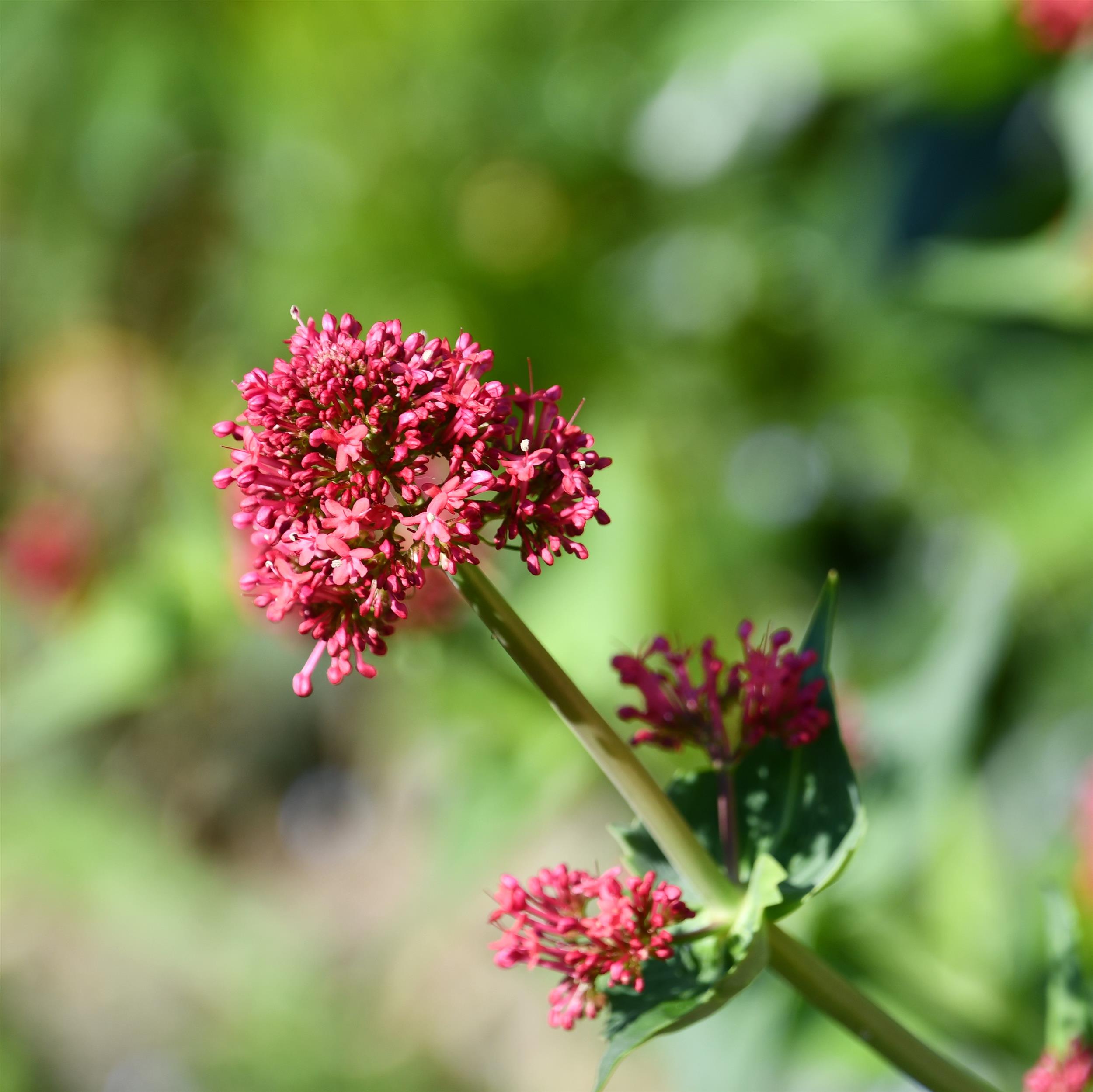 Centranthus ruber Coccineus 1L