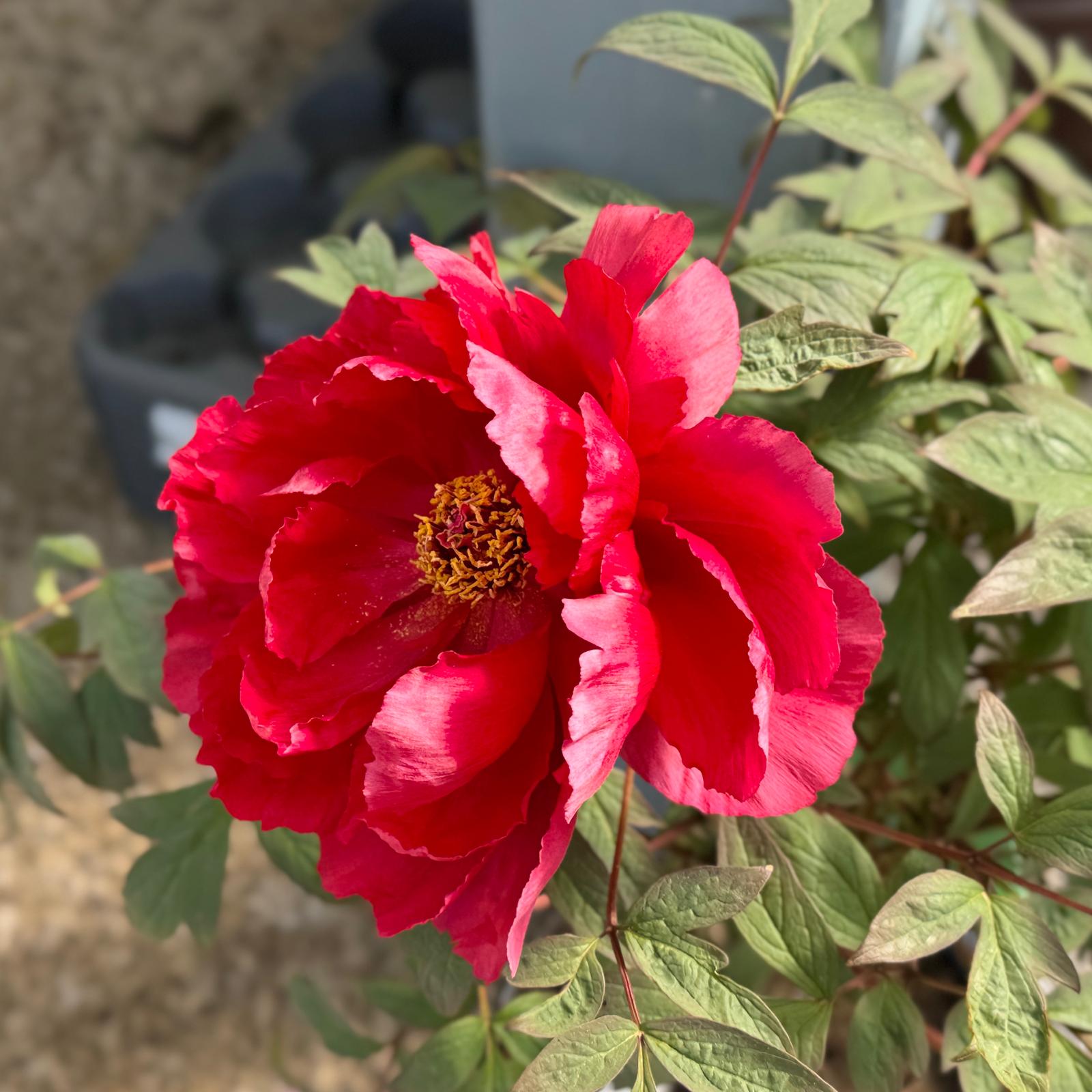 Paeonia Suffruticosa Dao Jin