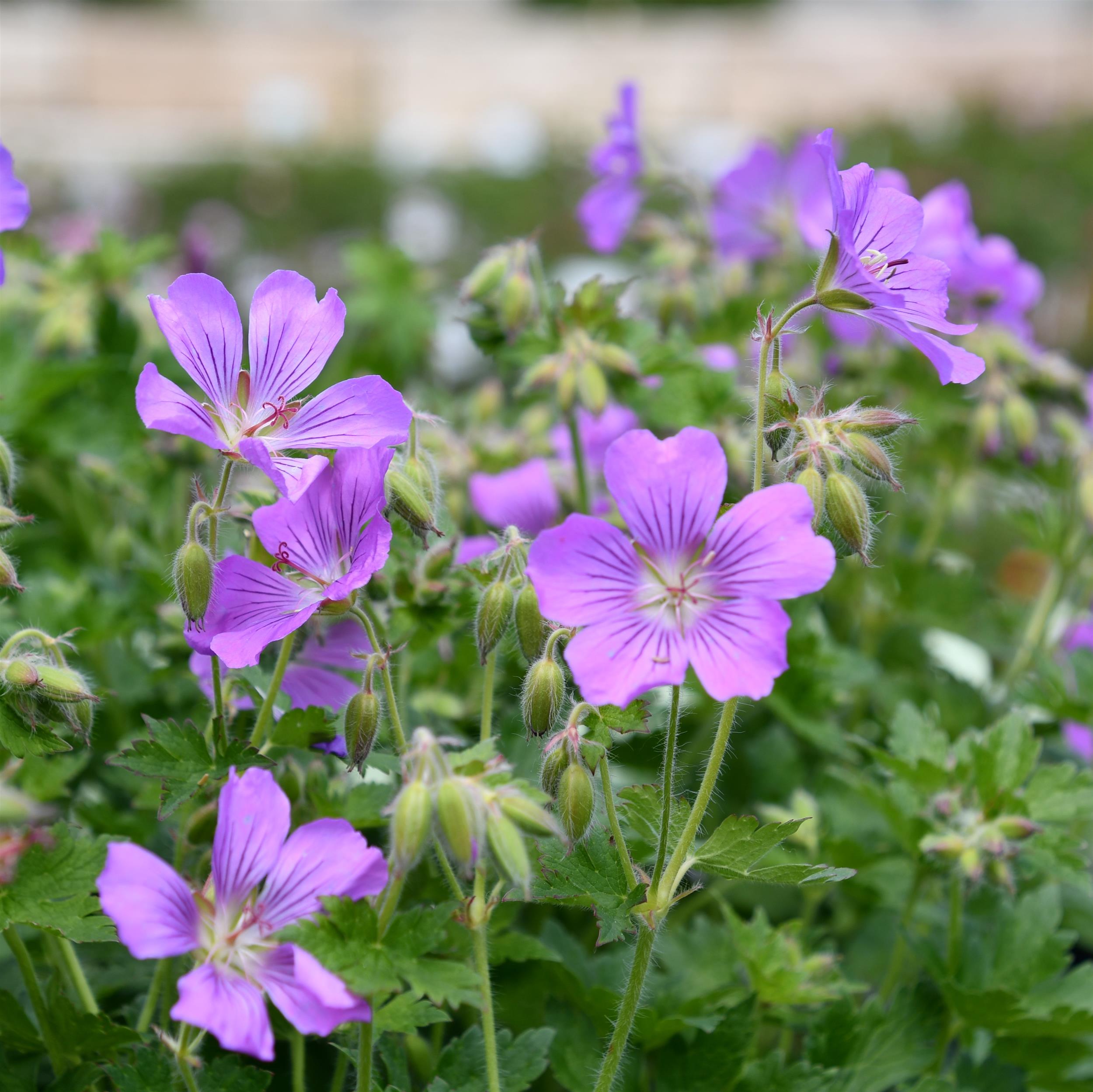 Geranium Gracile-Hybr. Sirak 1L