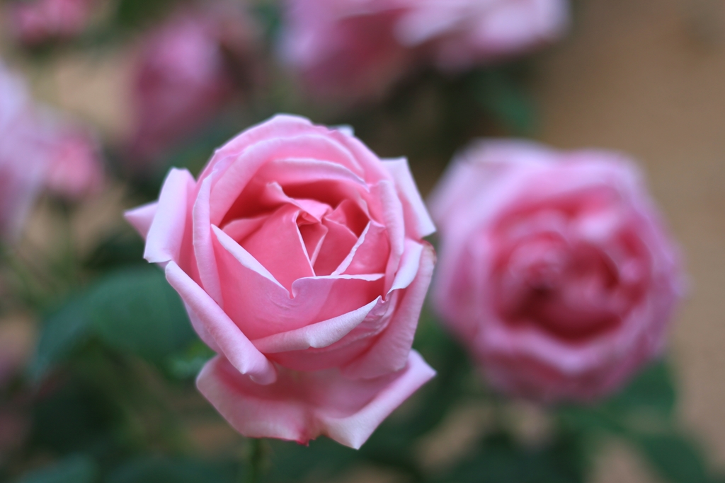 Mme Caroline Testout