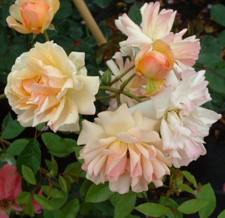 Phyllis Bide