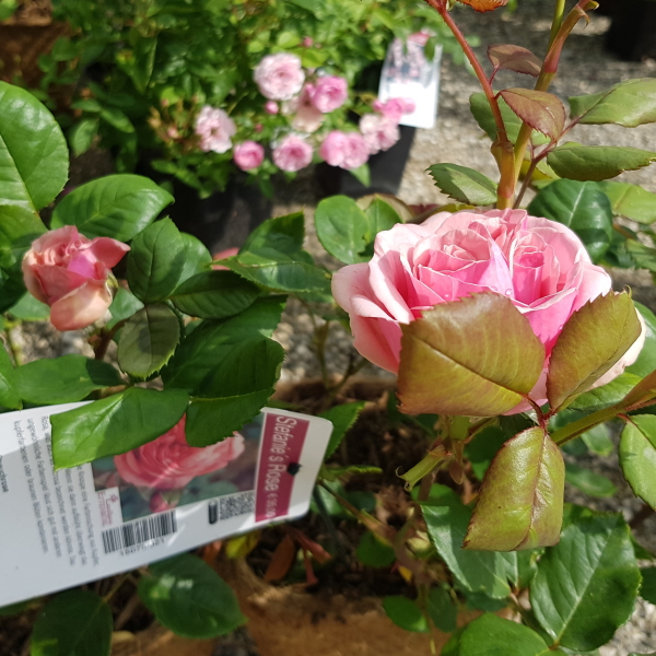 Stefanie´s Rose
