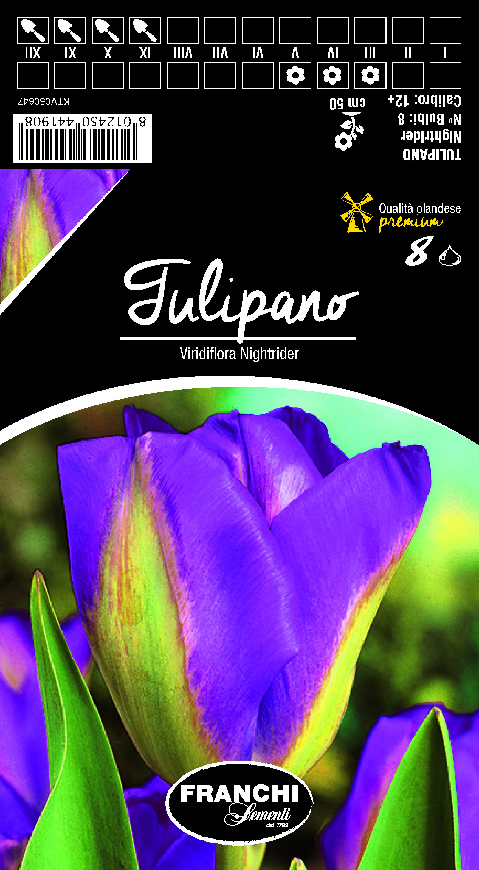 Tulpe Viridiflora Nightrider
