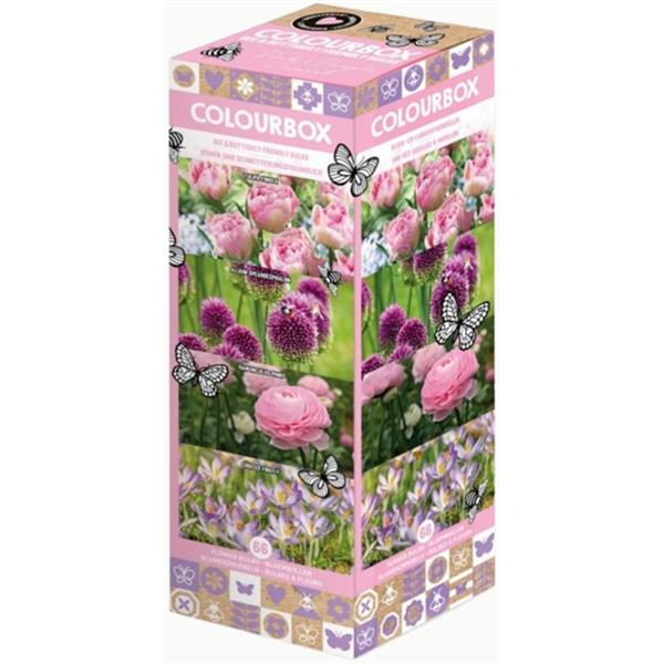 Colourbox Rosa & Lila – Blumenzwiebel-Mischung 66 Stk.