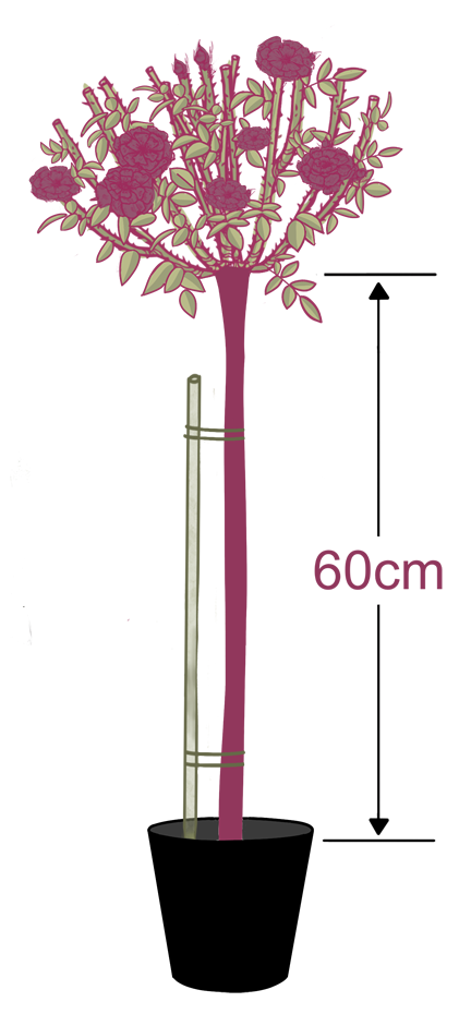 HS60CM