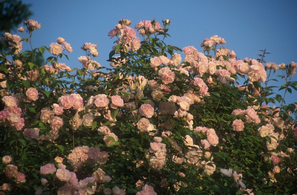 Scarman´s Himalayan Musk