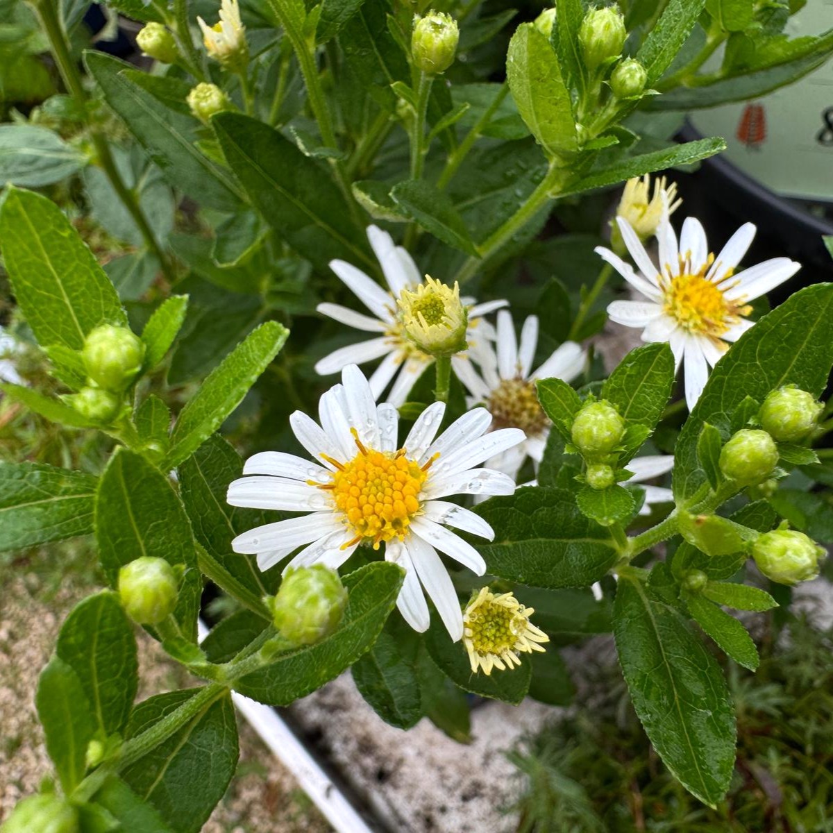 Aster ageratoides Starshine 1L