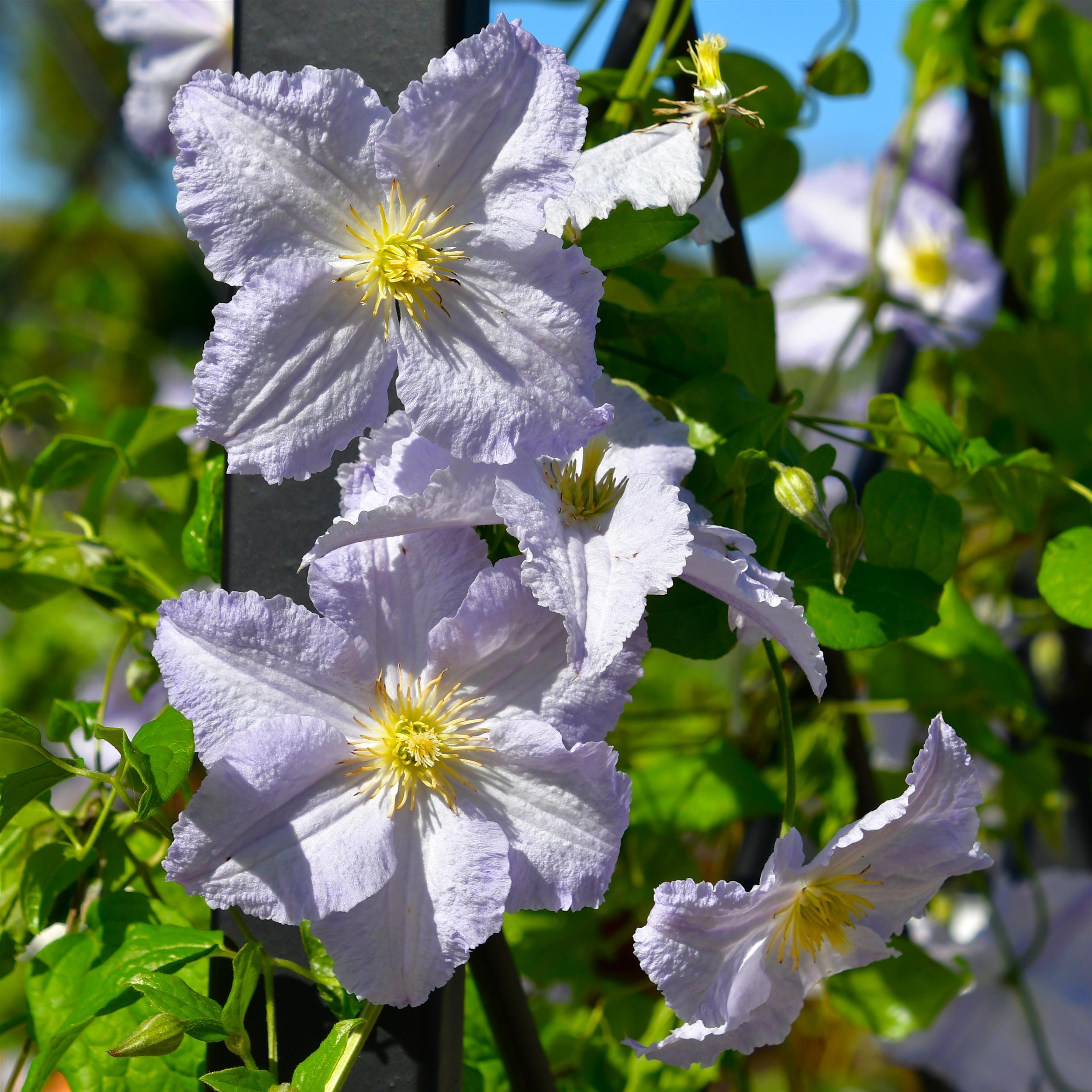 Clematis vitic. Blue Angel C2