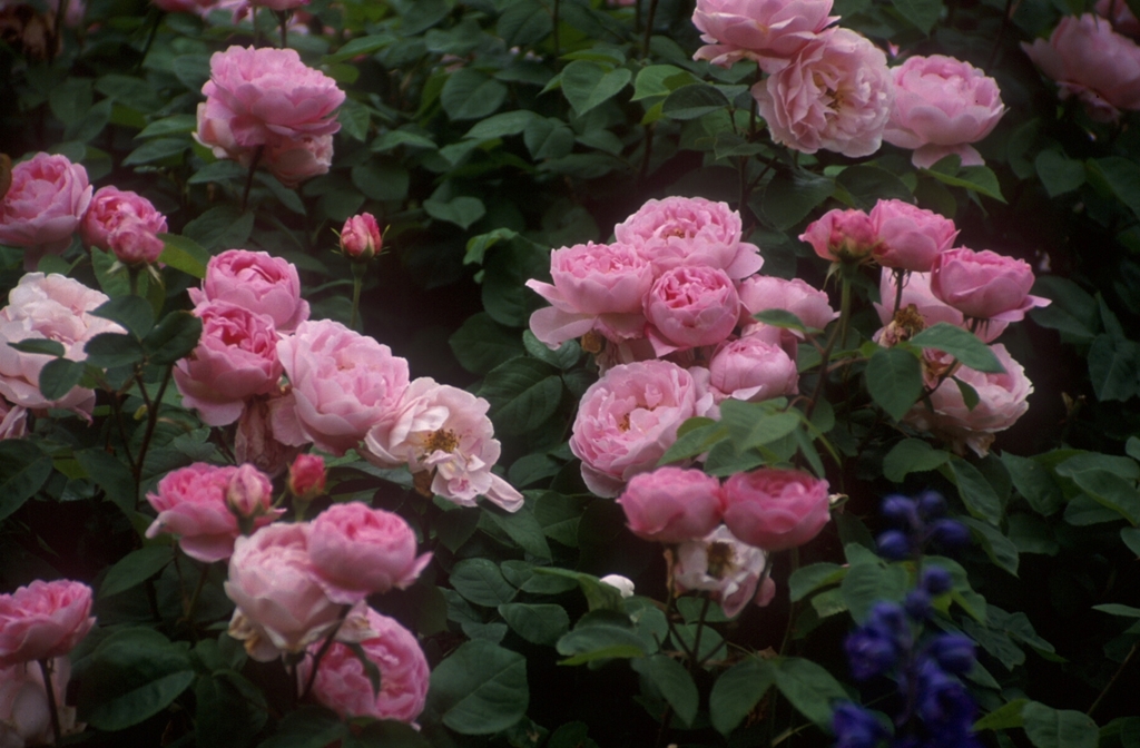 Constance Spry