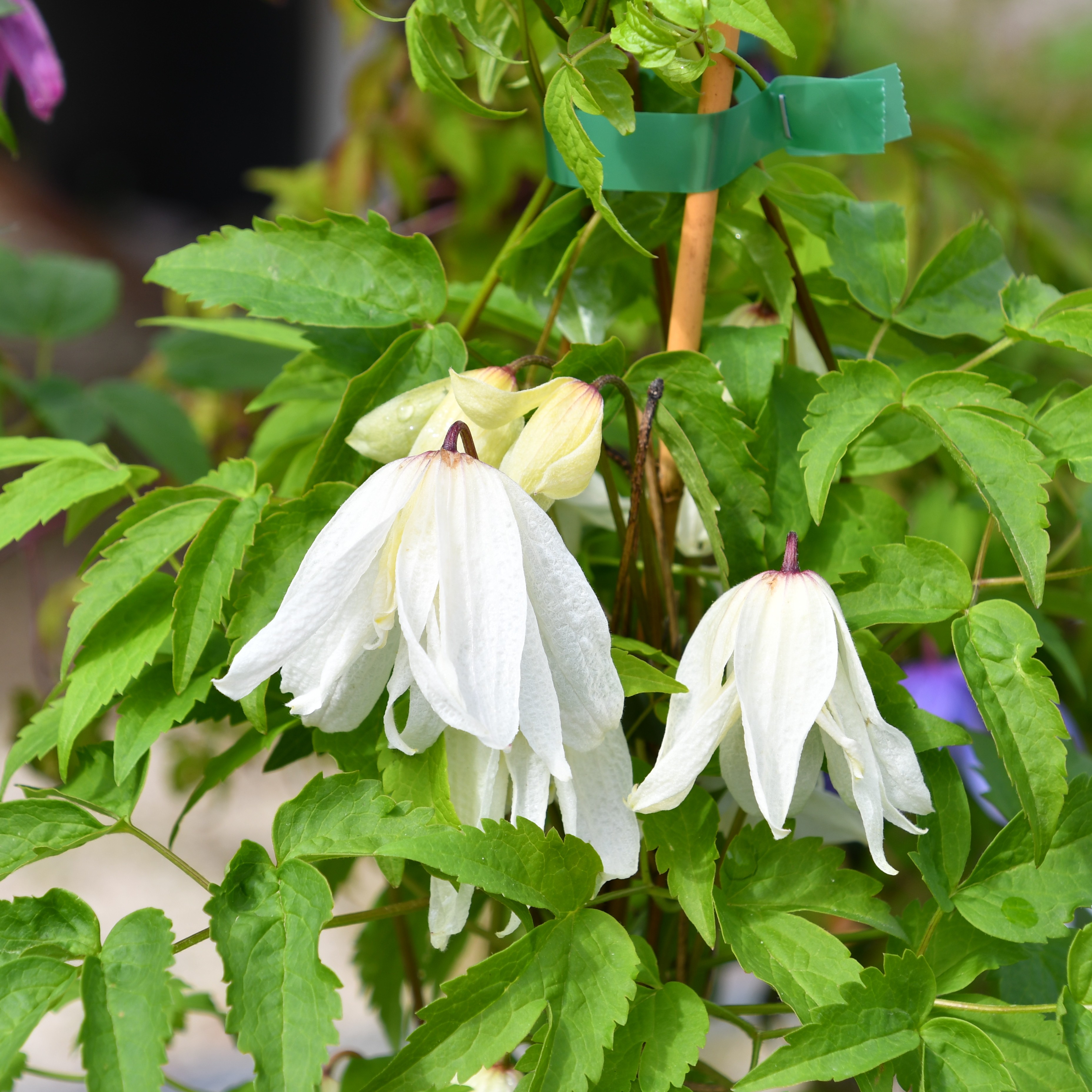 Clematis alp. macr. White Swan