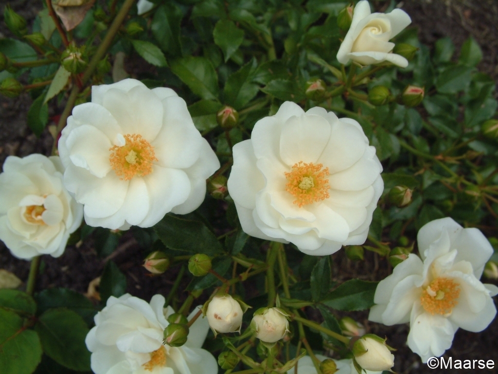 Innocencia - Stammrose 60 cm