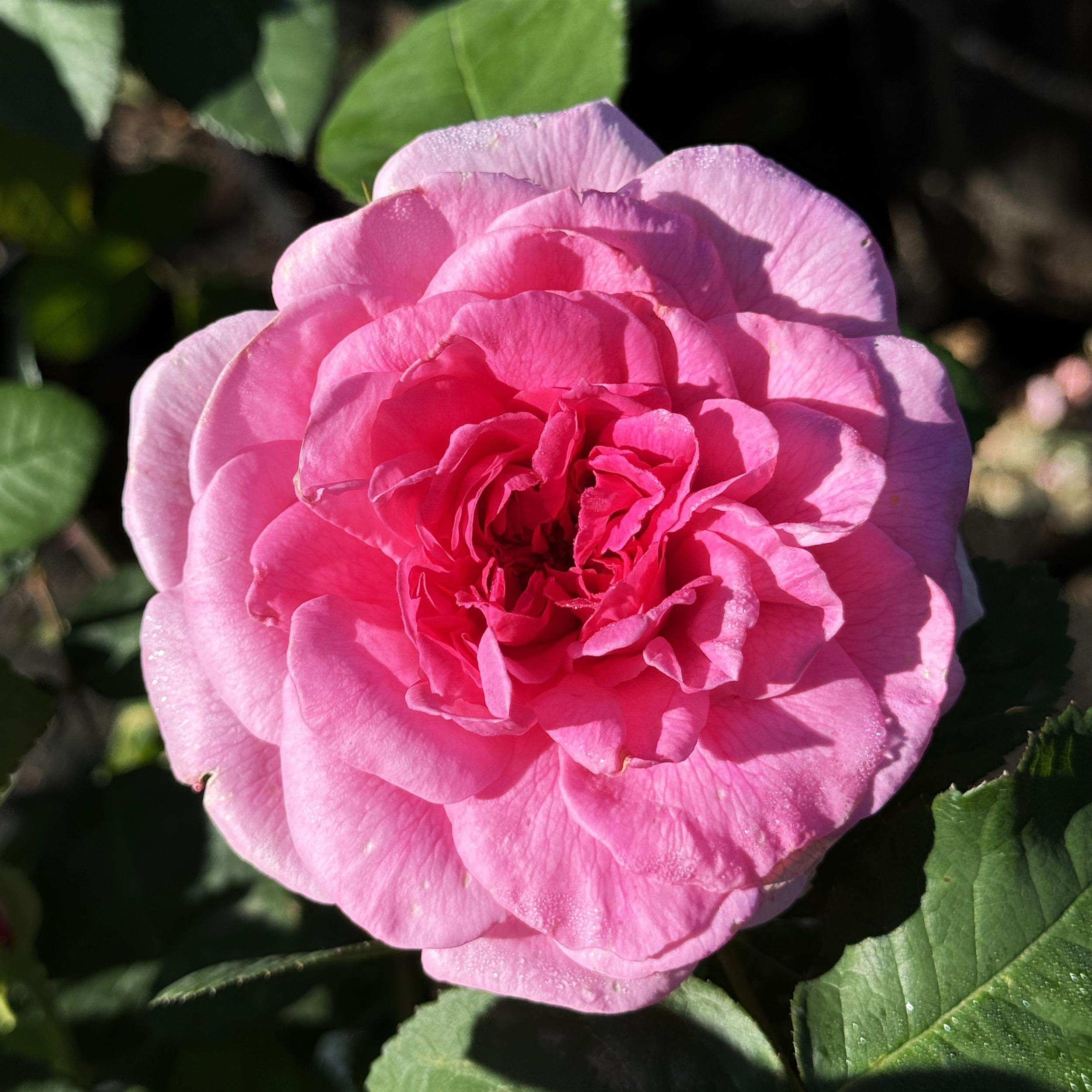 Gertrude Jekyll