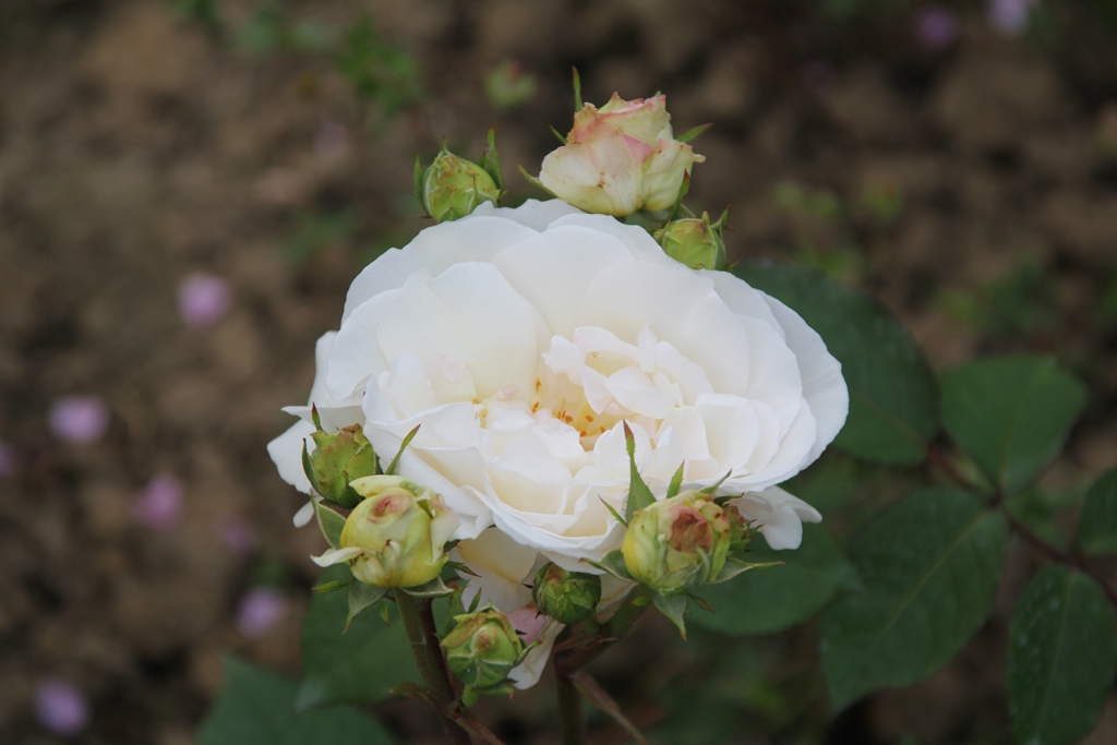 White Gruß an Aachen
