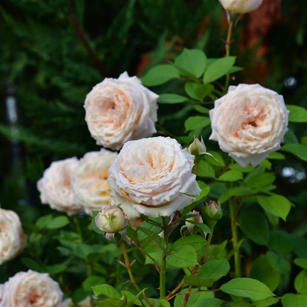 Royal Victoria