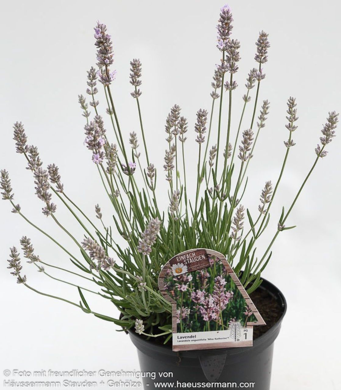 Lavandula angustifolia 'Miss Katherine'  2L
