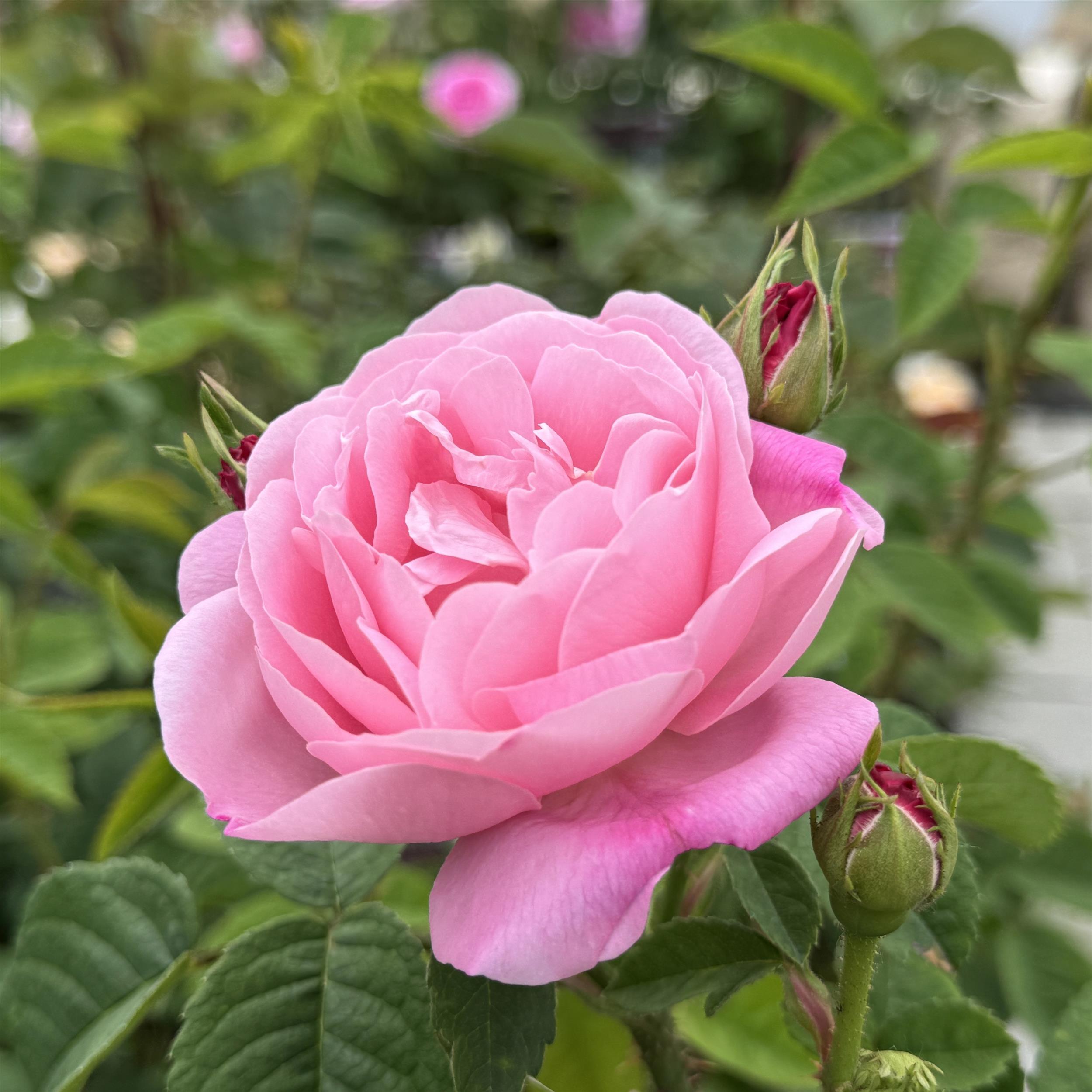 Belle Amour