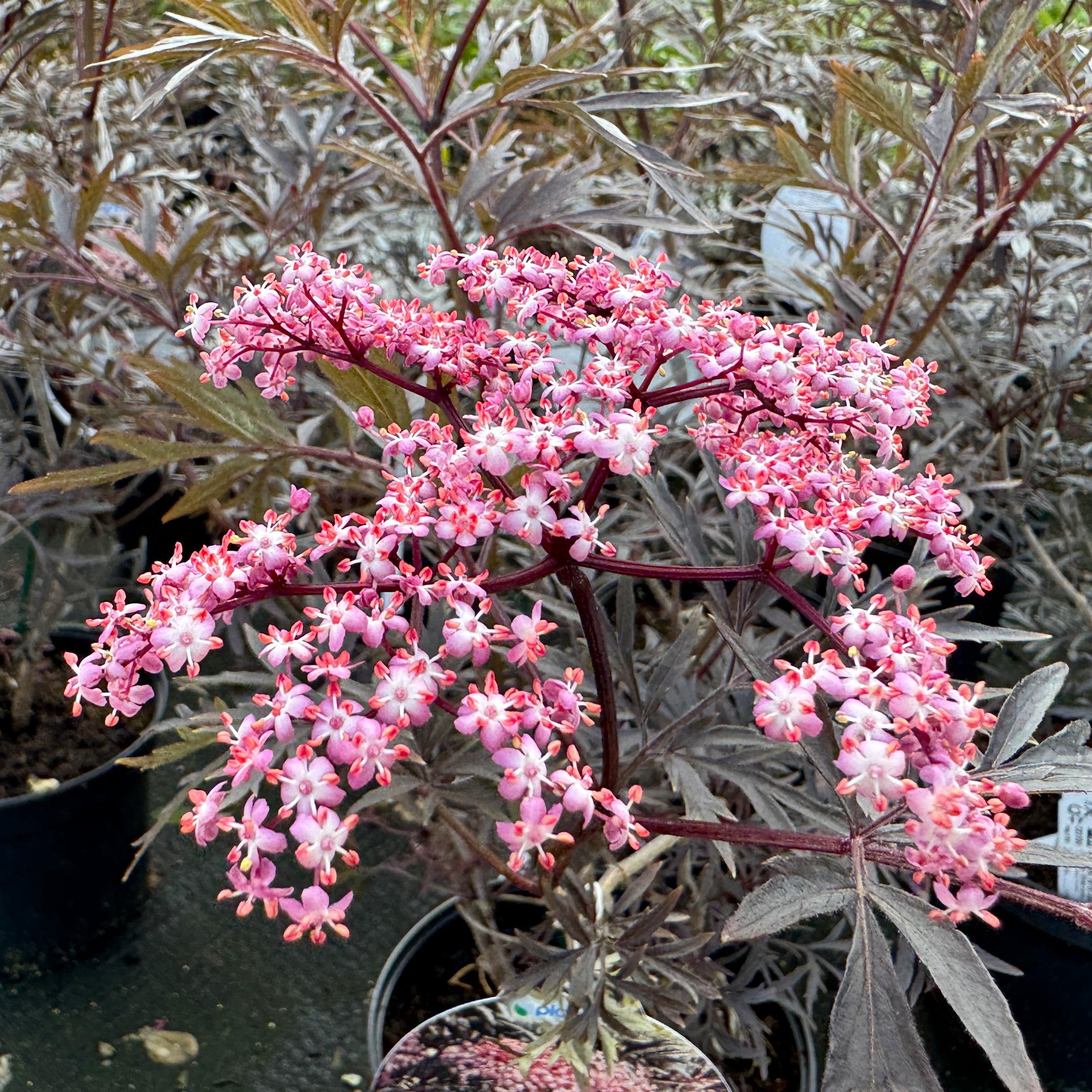 Sambucus nigra 'Black Lace' C5