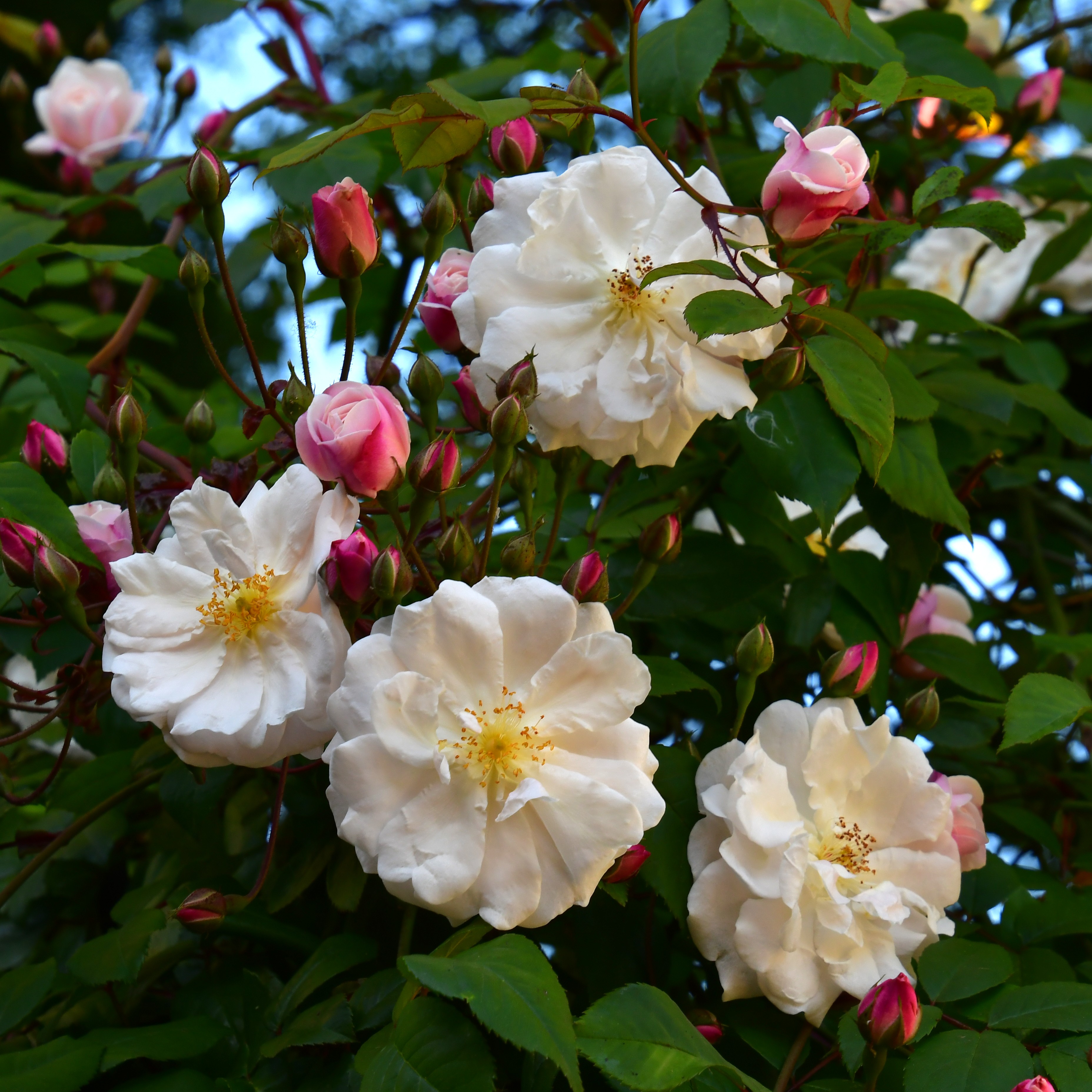 Adelaide d´Orleans