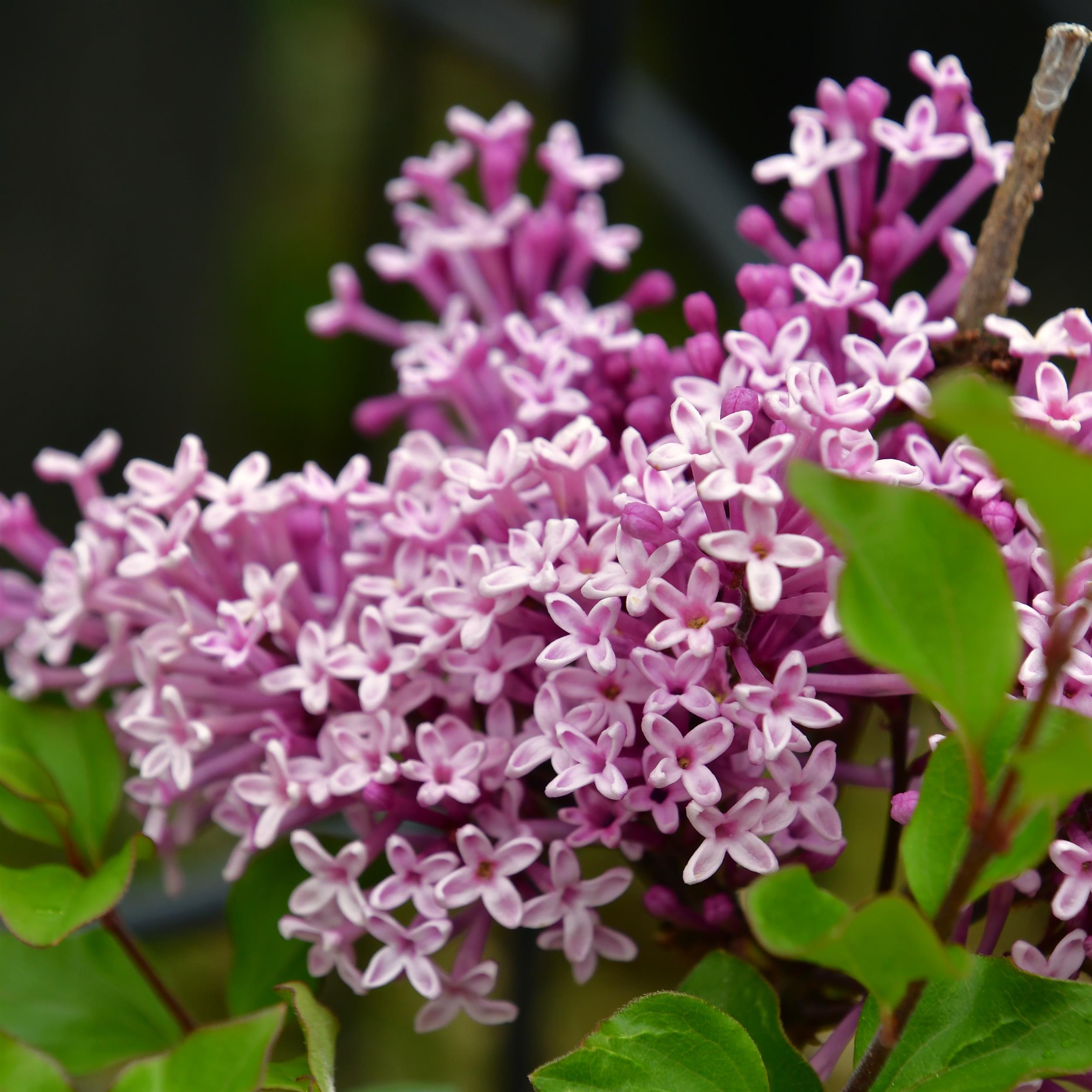 Syringa meyeri 'Palibin'