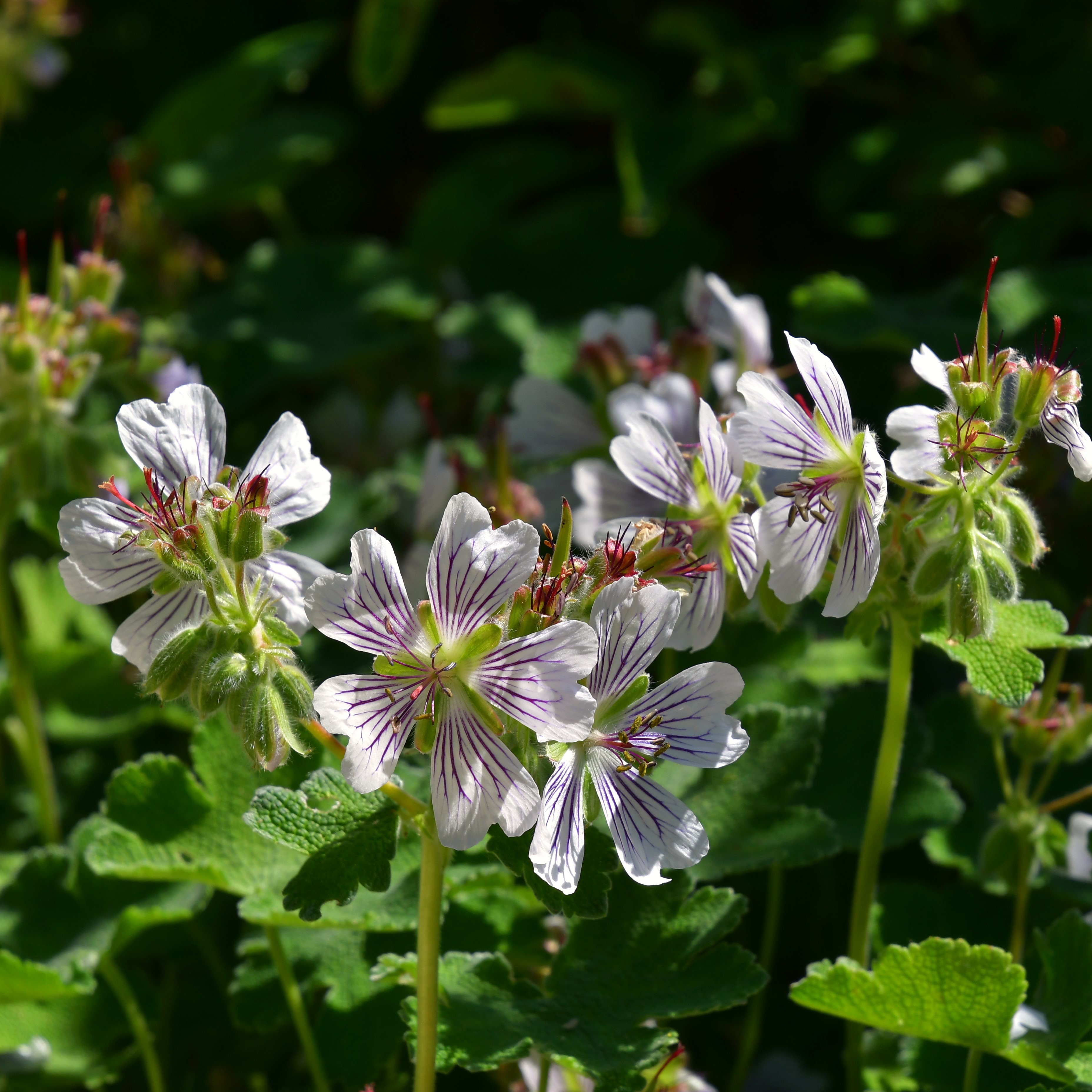 Geranium renardii 0,5L