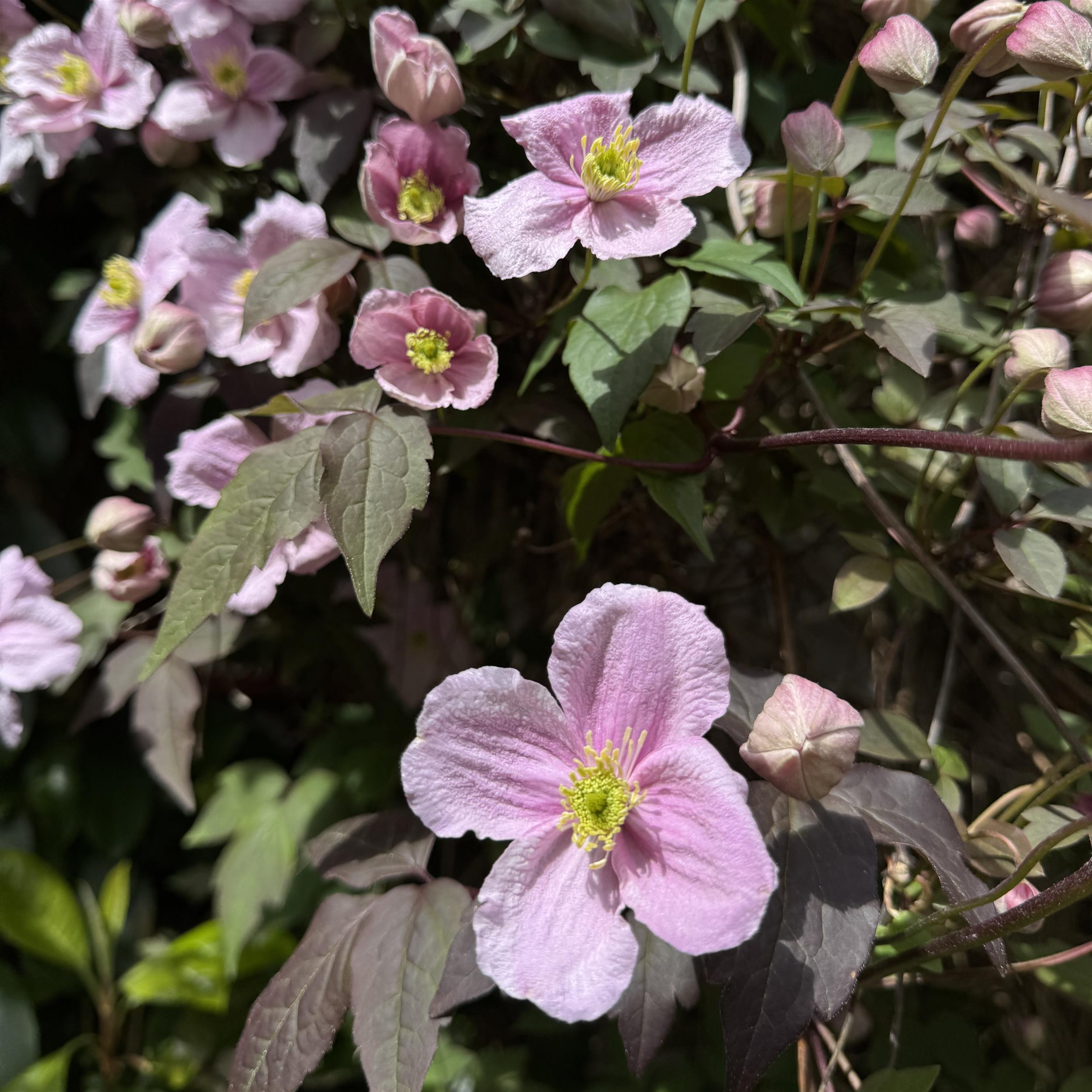 Clematis montana ´Rubens`