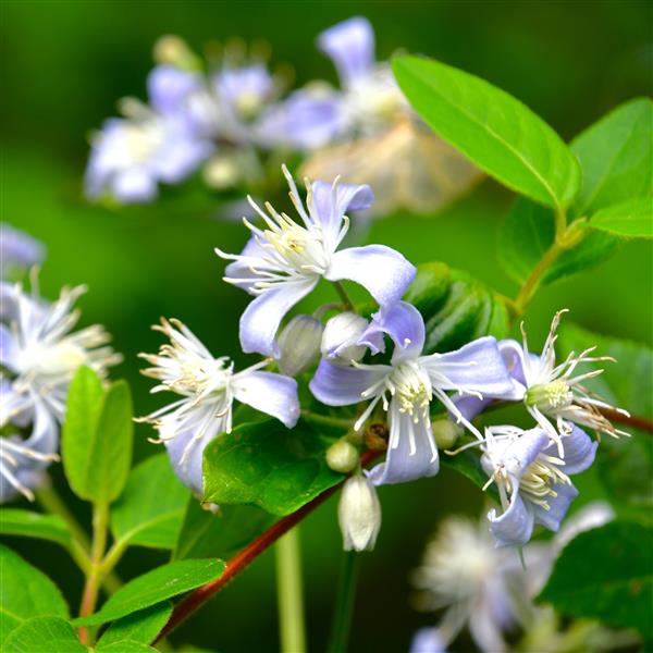 Clematis jouiniana 'Praecox'