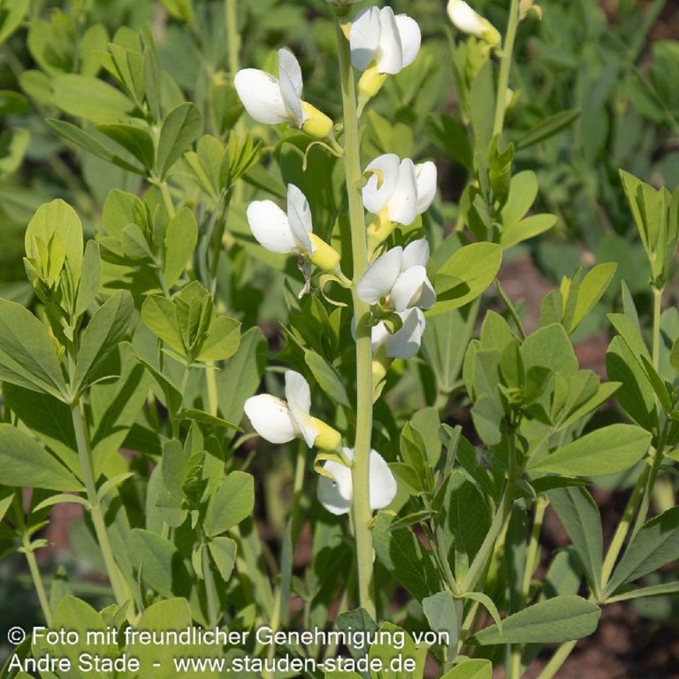 Baptisia australis 'Alba' 1L