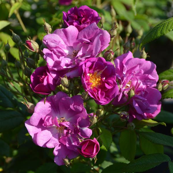 Purple Skyliner