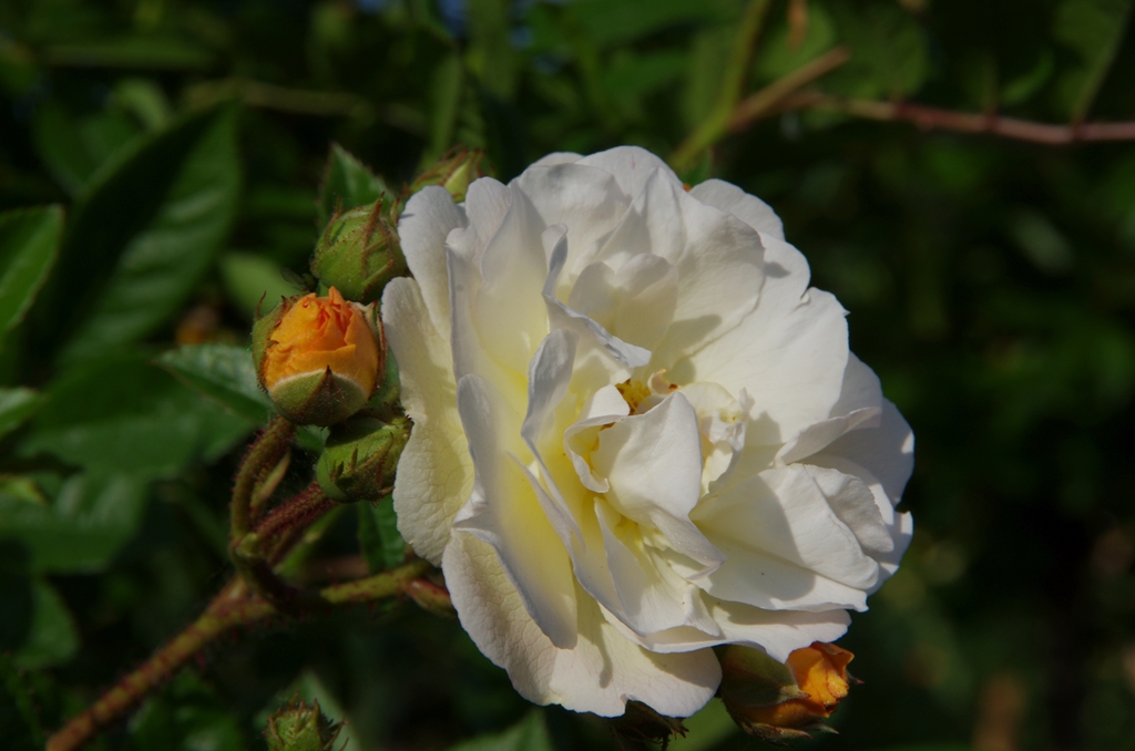 Ghislaine de Feligonde