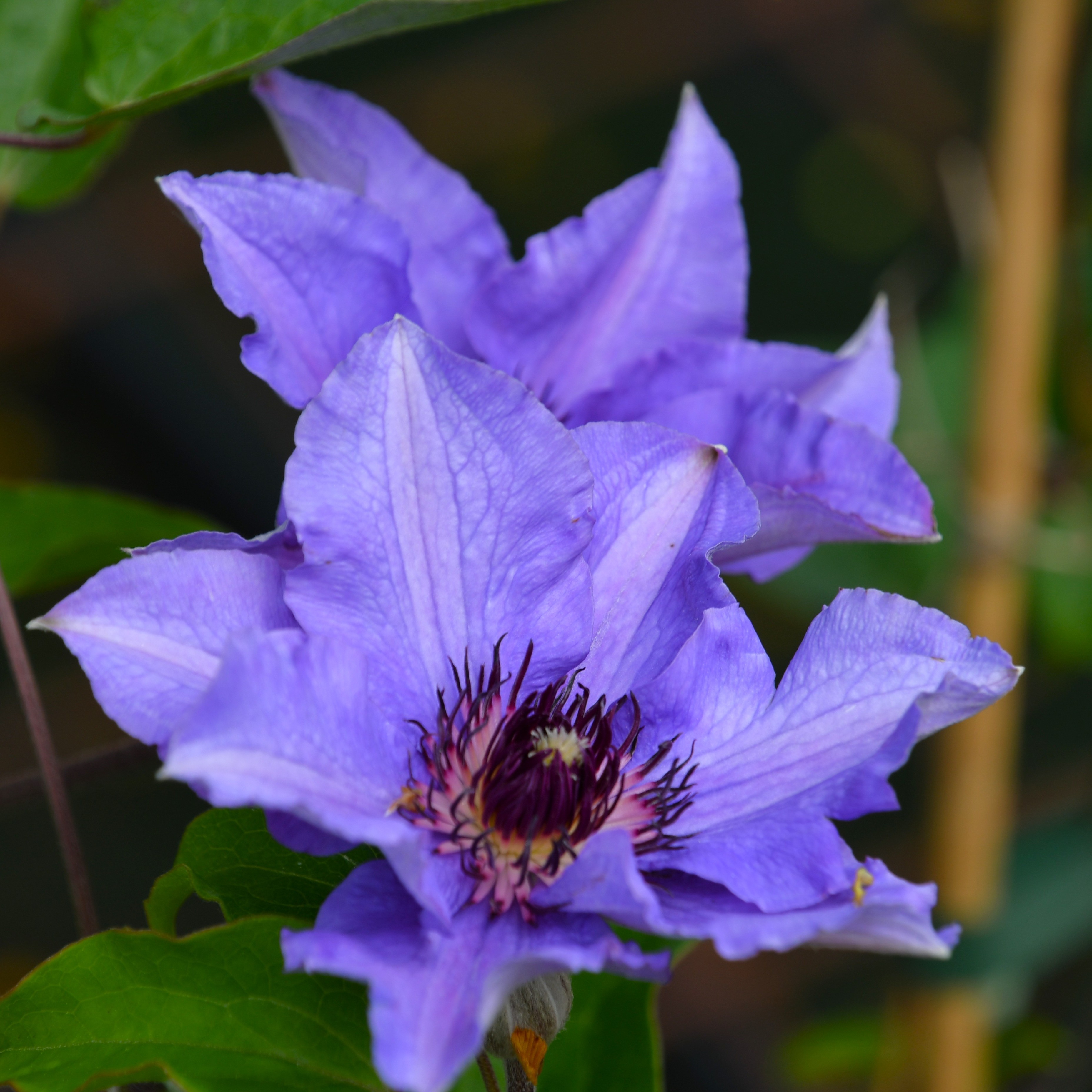 Clematis hybride Königskind