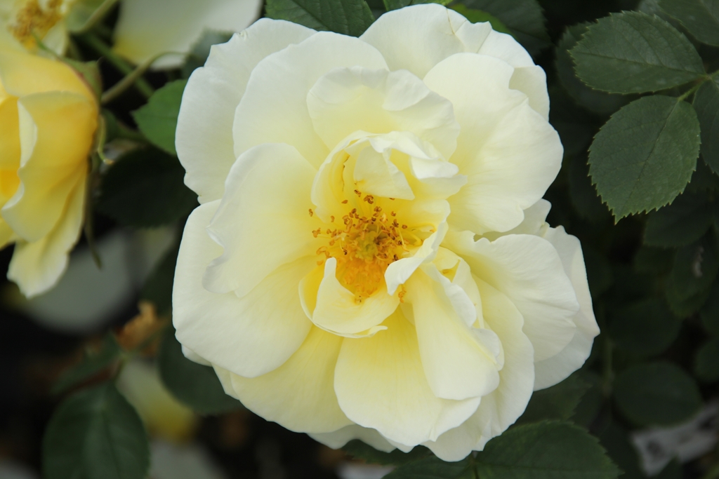 Topaz Jewel/Gelbe Dagmar Hartopp